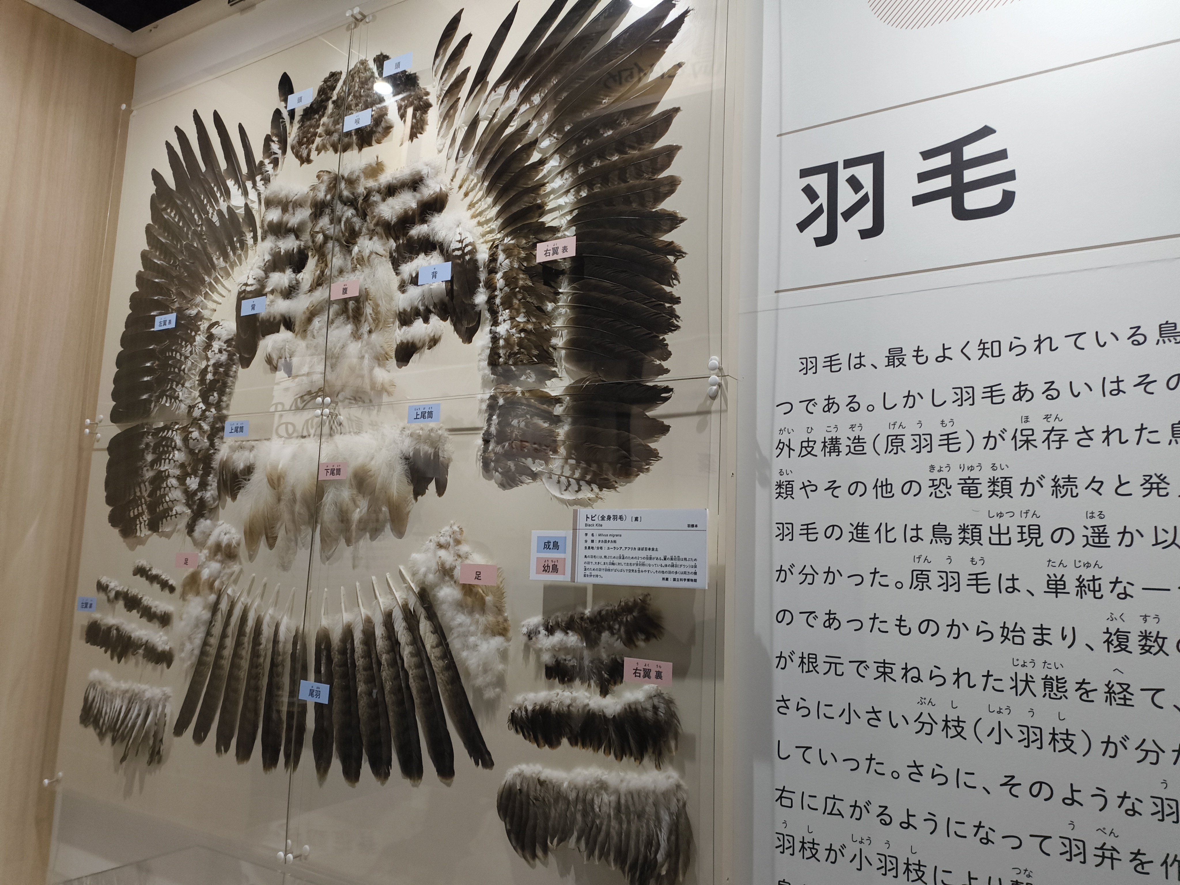 鳥展@名古屋市科学館｜しょうわりあん