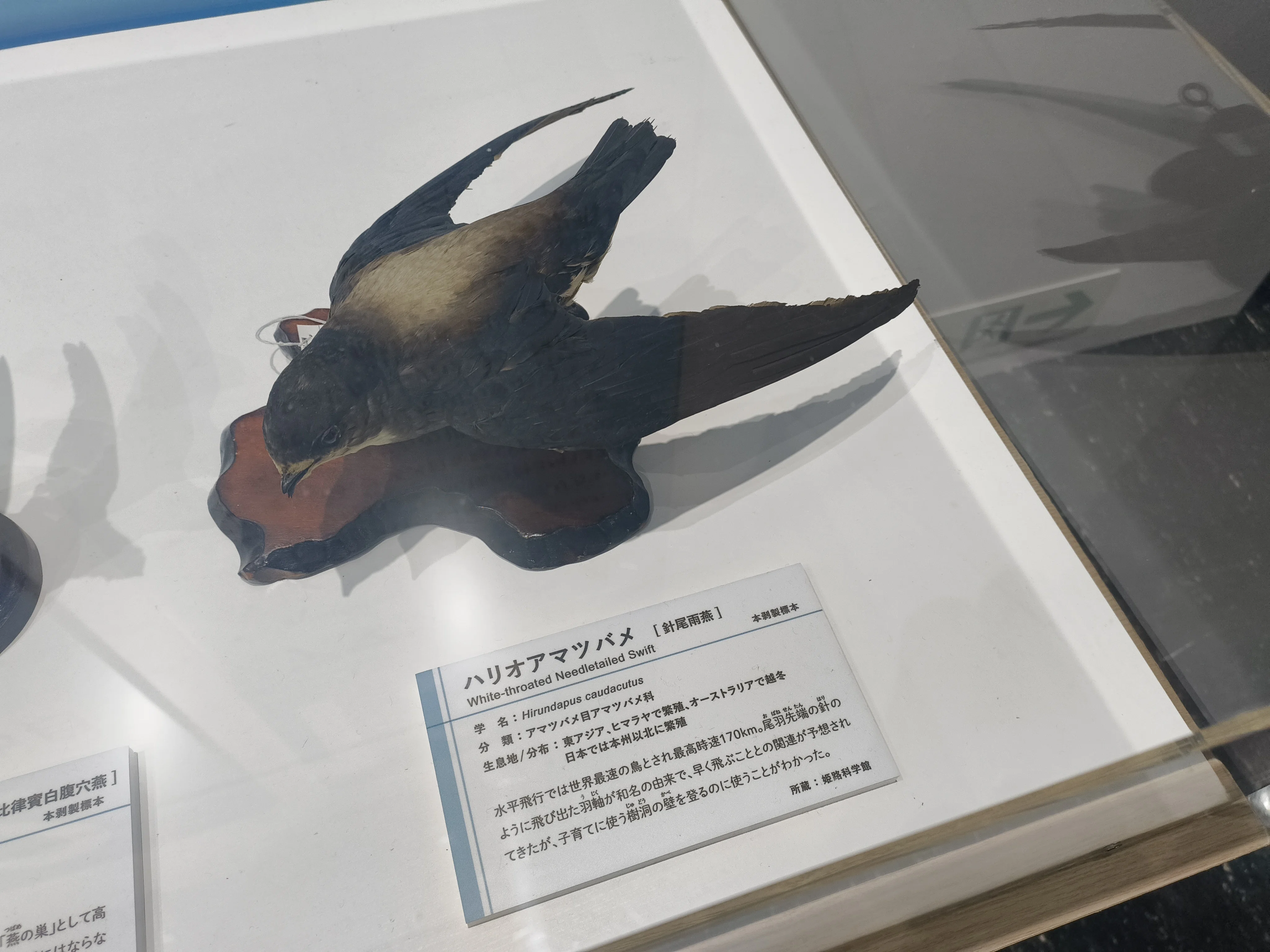 鳥展@名古屋市科学館｜しょうわりあん