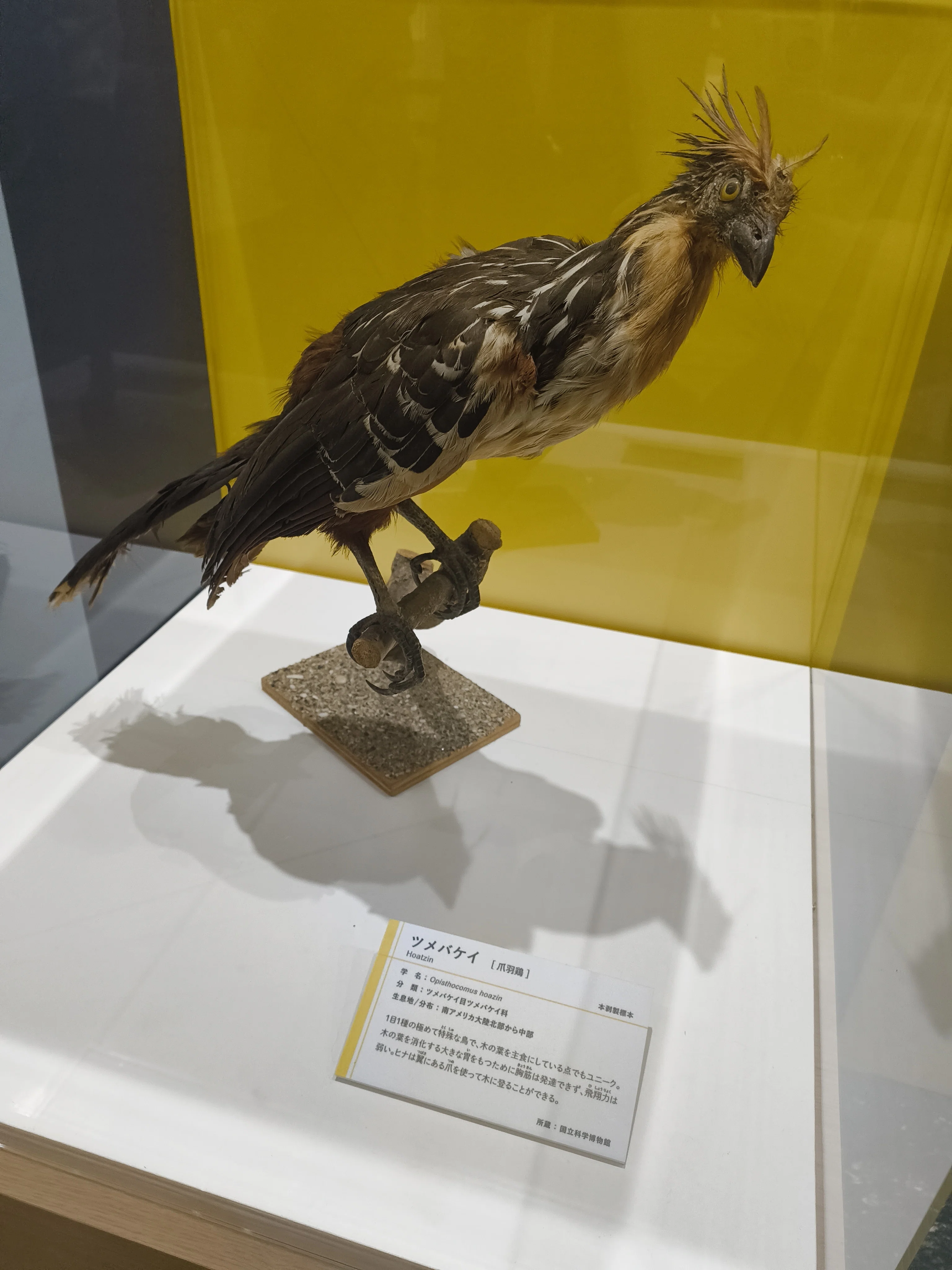 鳥展@名古屋市科学館｜しょうわりあん
