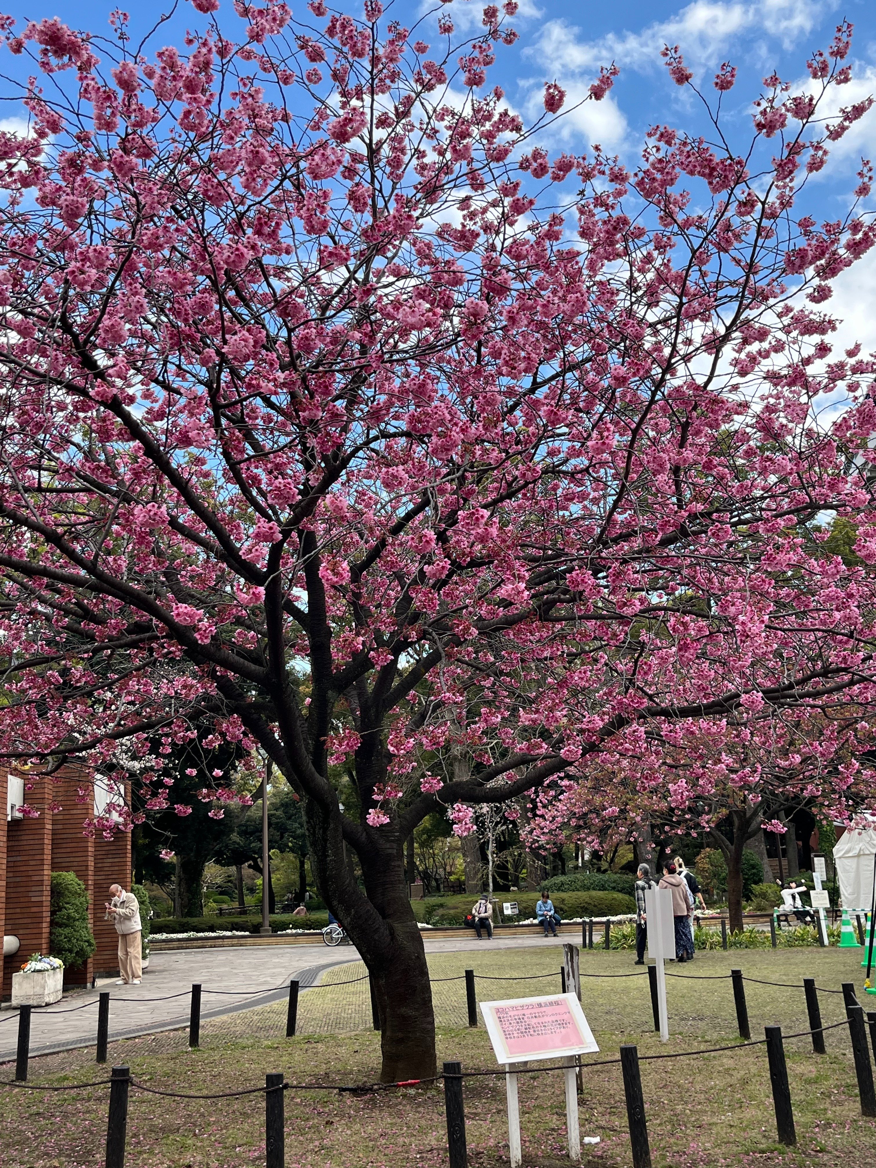素敵でユニークな 2025年横浜桜紀行第3弾｜わっちゃん 置物