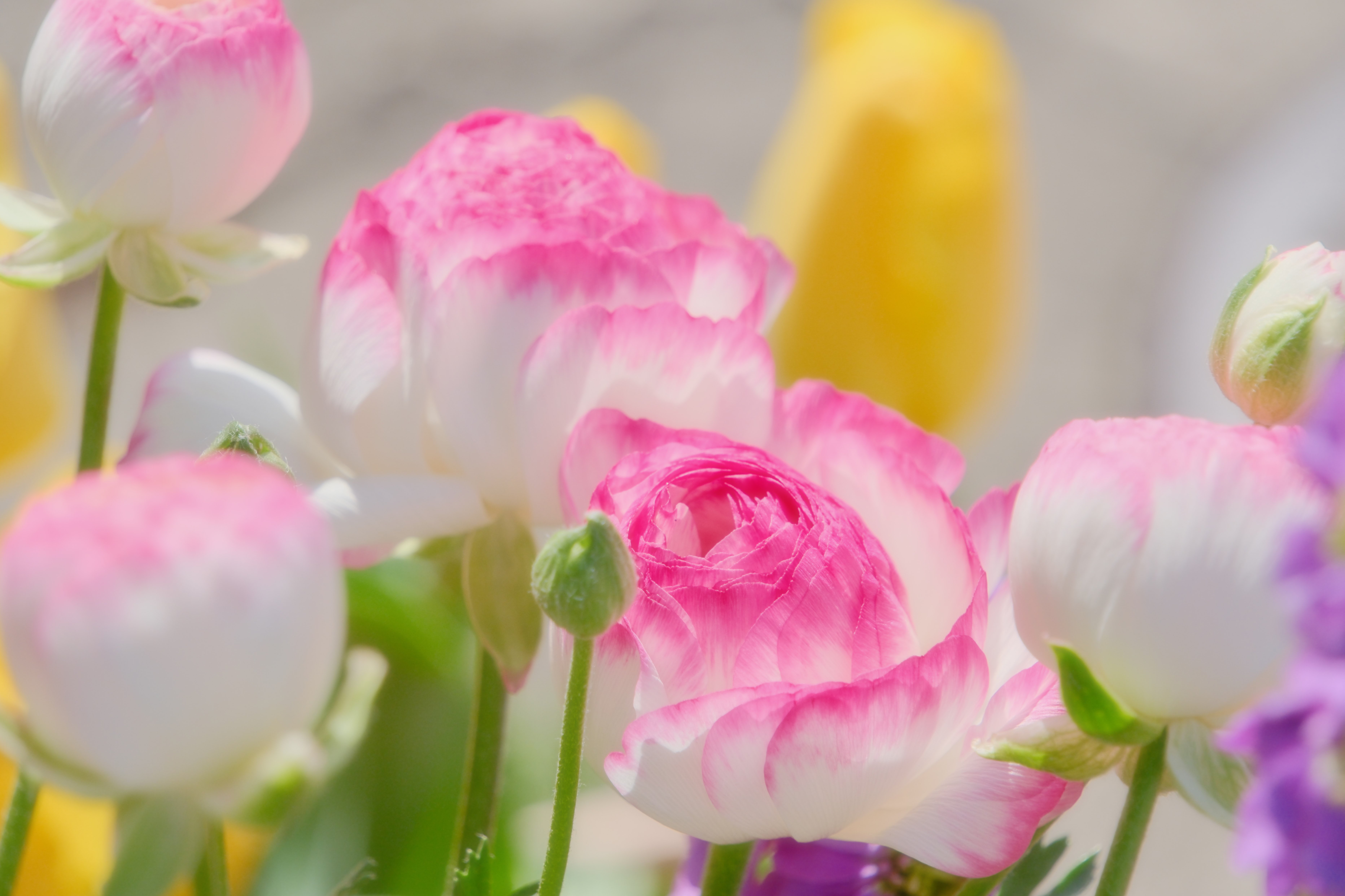 Z5ⅱについて（写真はX-T5にTamron18-300mmシリーズ）｜シェル