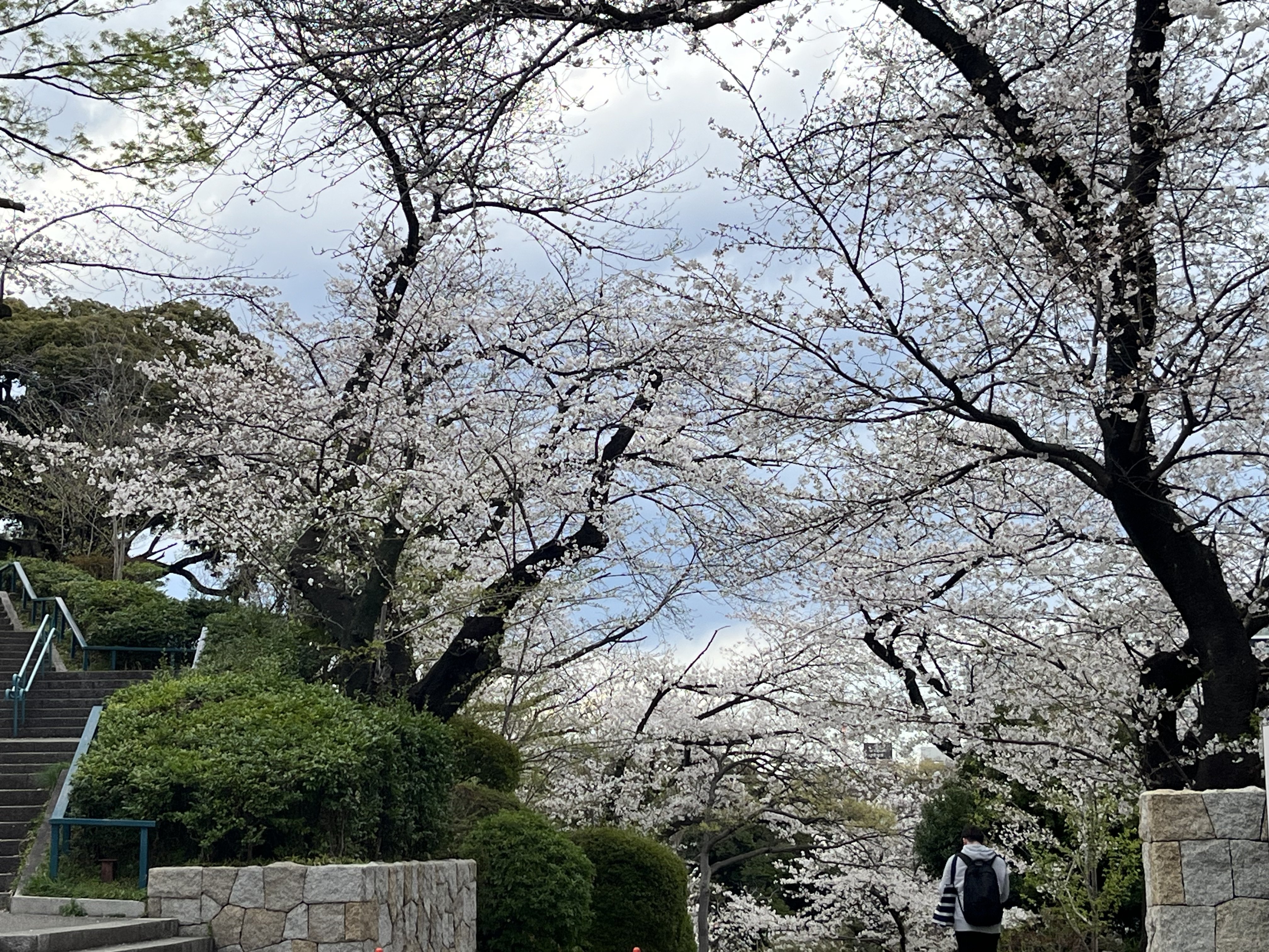 HD-辰桜'24 -軽井沢彫- | Deviser ｜株式会社ディバイザー｜長野