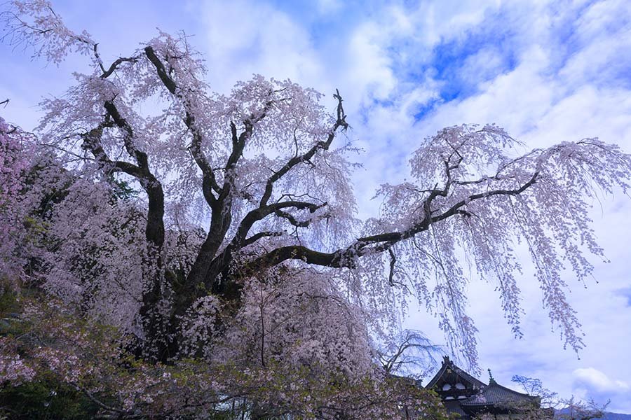 身延山久遠寺のしだれ桜｜borichan | 旅するカメラ