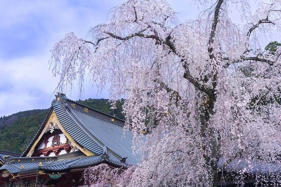 瓶の風景 身延山久遠寺のしだれ桜｜borichan | 旅するカメラ