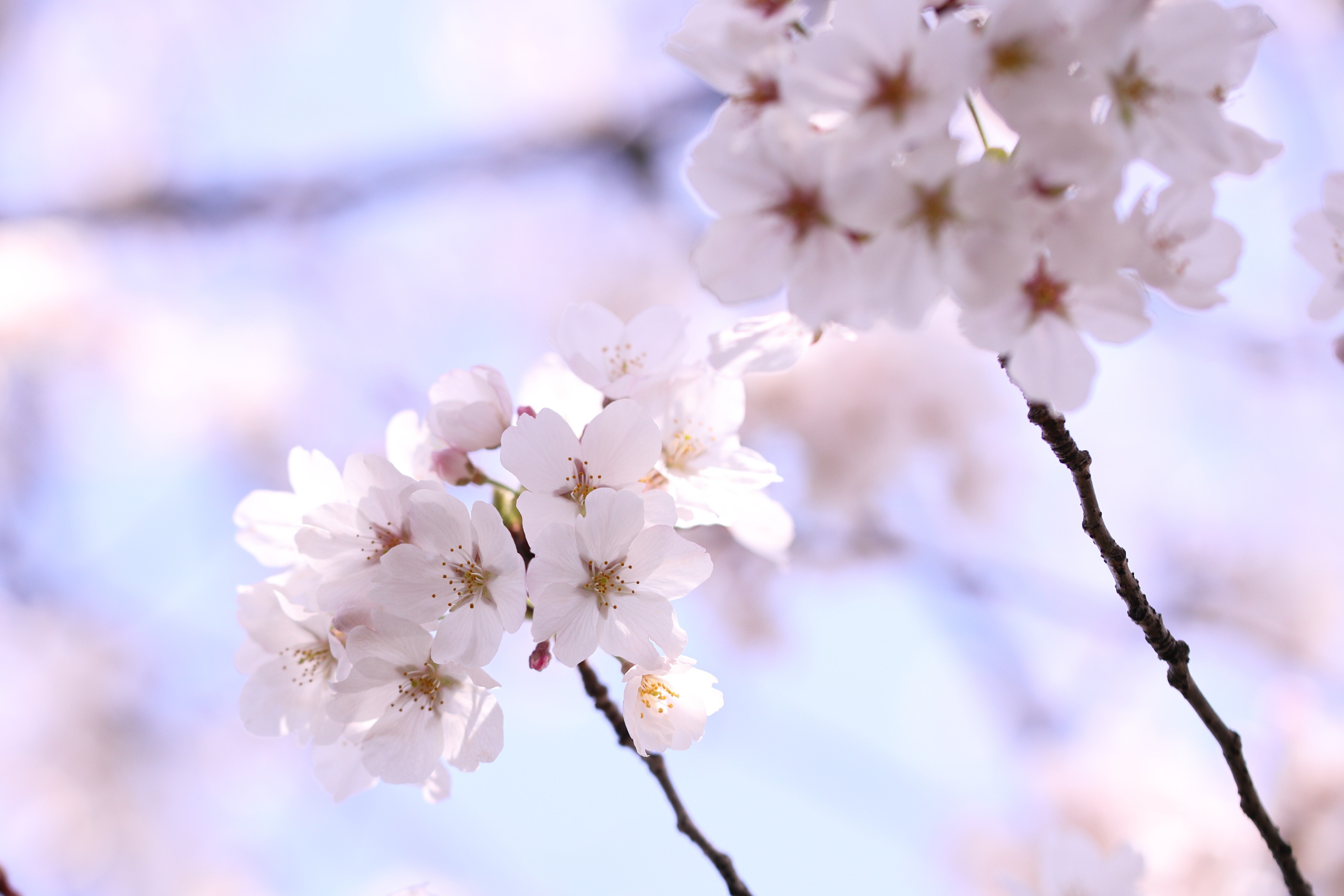 Stroll & Snaps Vol. 116: 界隈の彩 - 桜｜Strolling Ricky