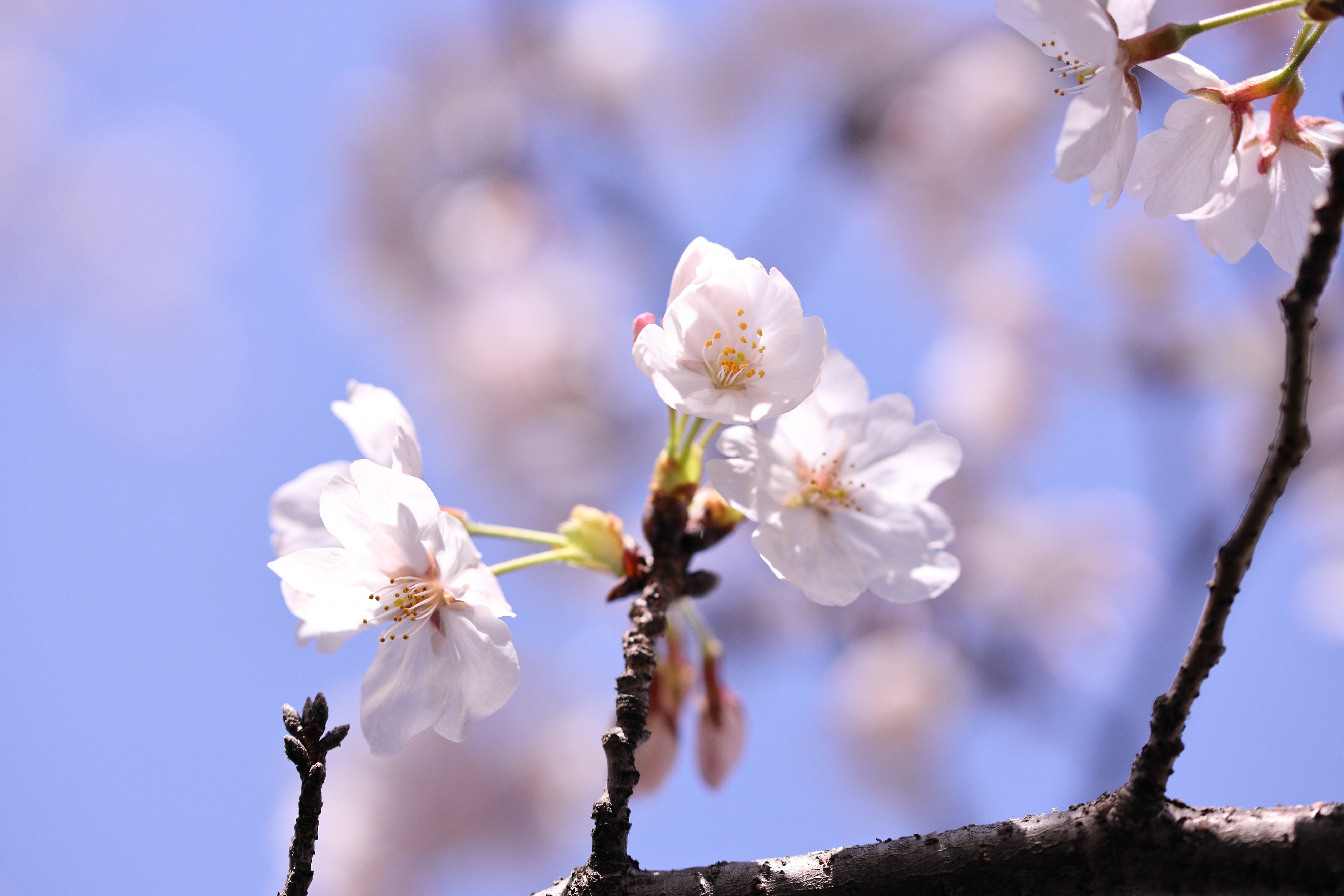 Stroll & Snaps Vol. 116: 界隈の彩 - 桜｜Strolling Ricky