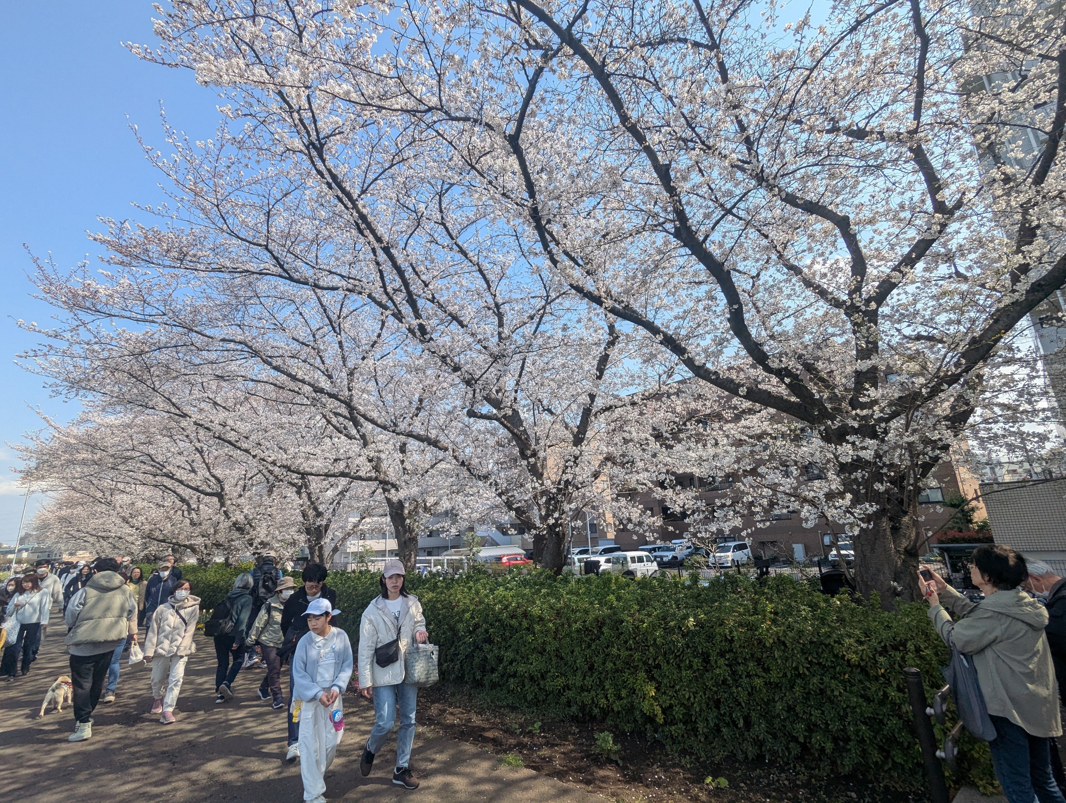 春のお花見ウォーキング〜鶴見川・江川せせらぎ緑道の桜を楽し