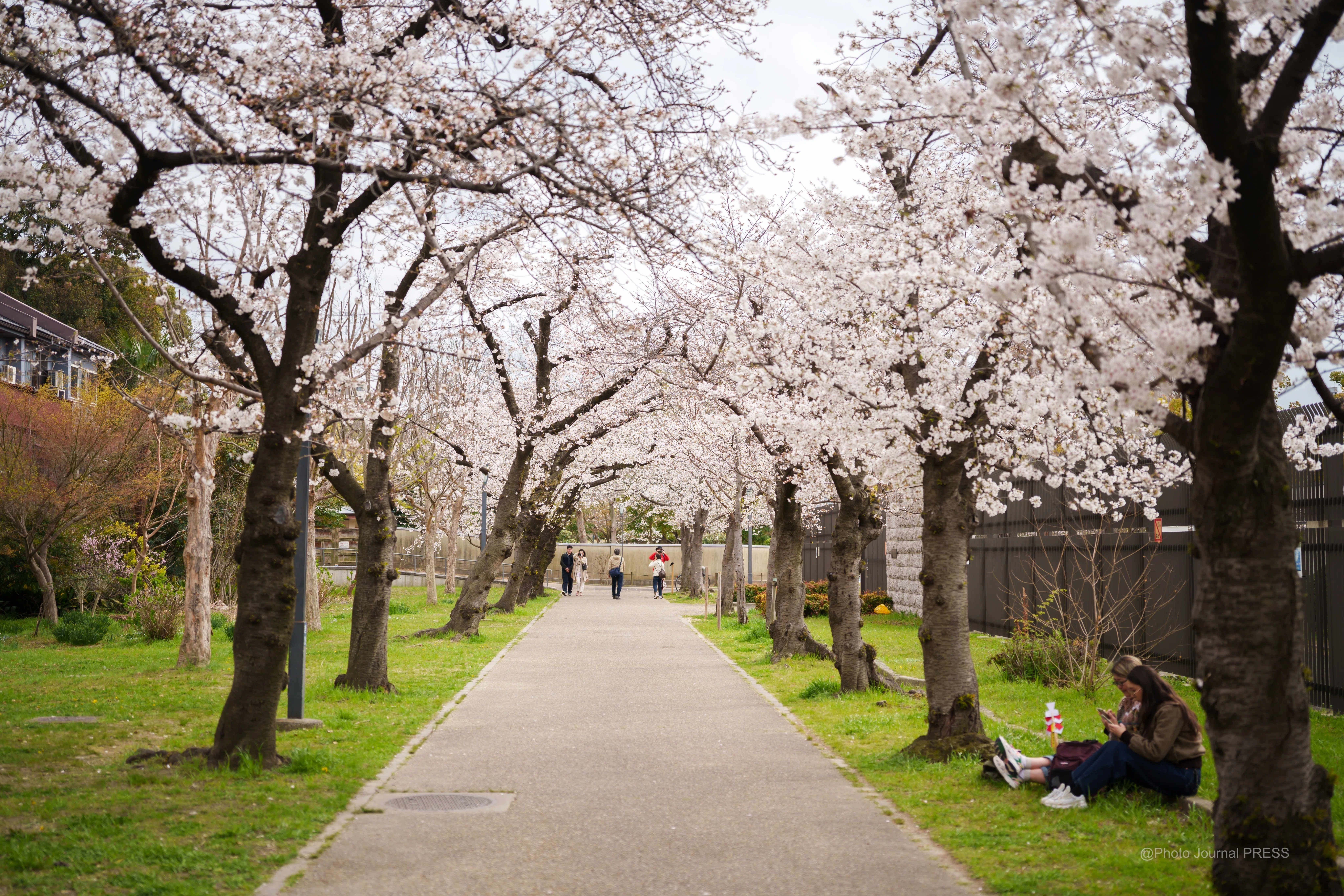 大阪の桜の様子 2025.4.1｜Yuu