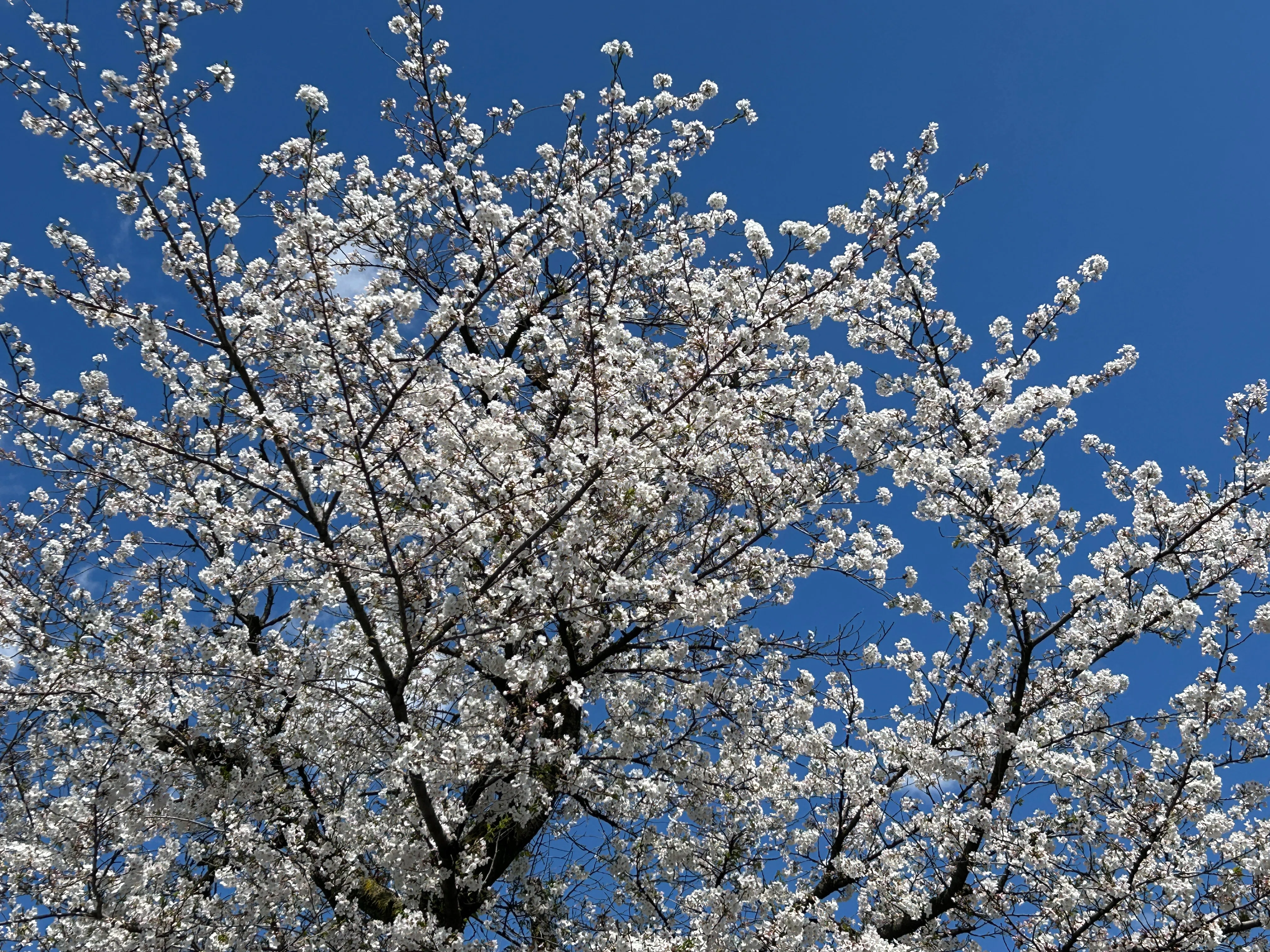 満開の桜の花の写真を撮影🌸2025年お花見散歩｜しもまゆ🍀魅力を言語化