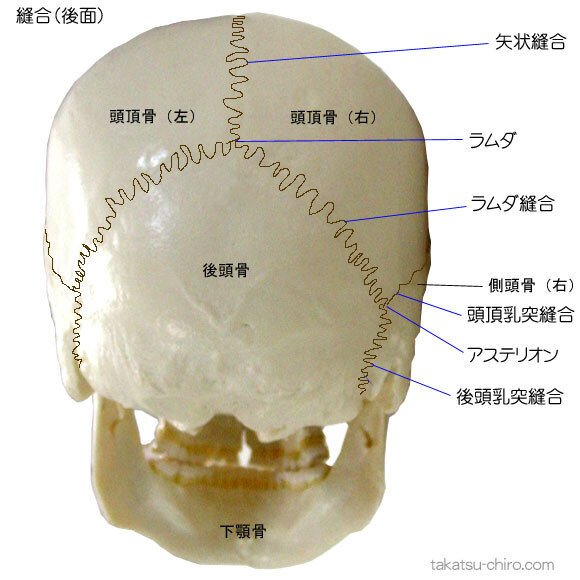Amazon.co.jp: 実物大の脳付き人間頭蓋骨モデル 8 パーツの