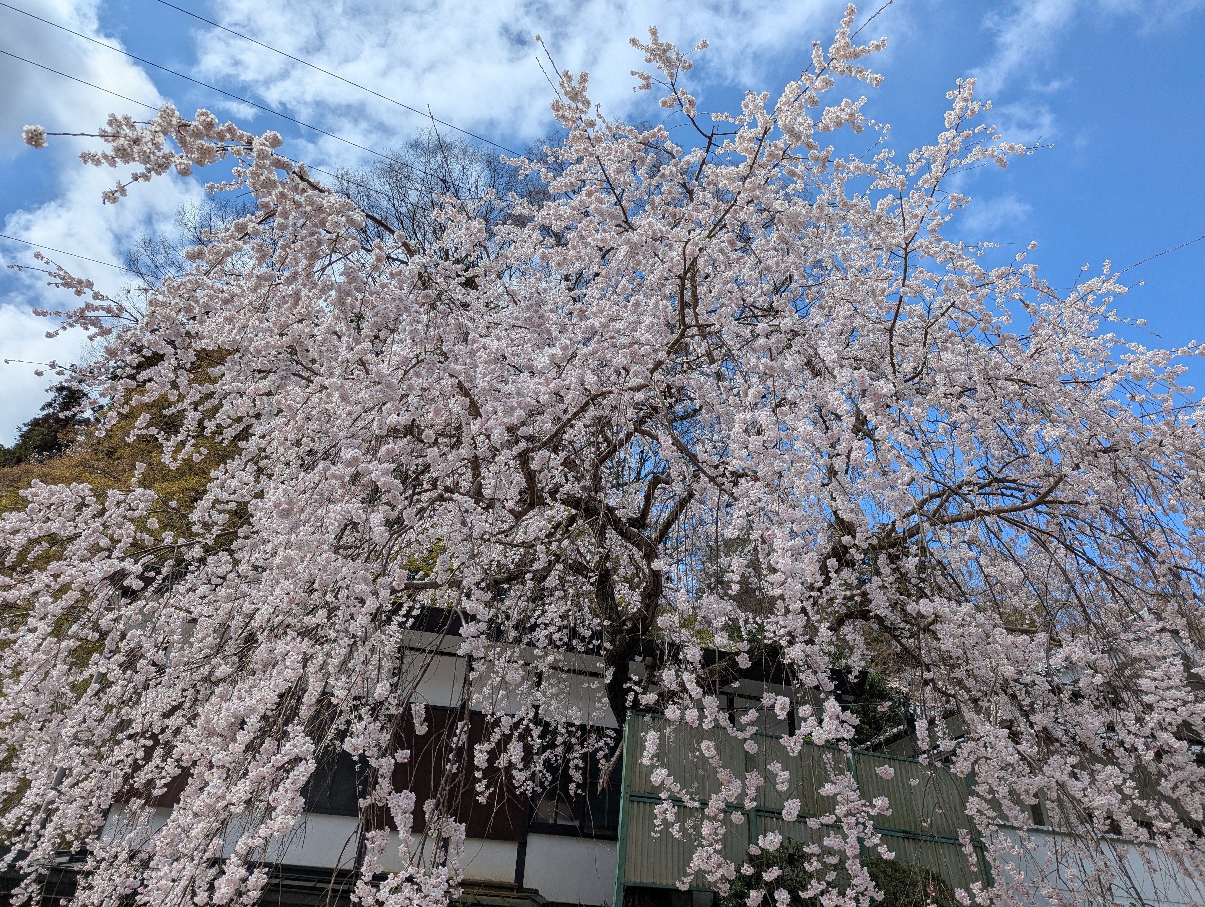 奈良・長谷寺】初瀬の満開さくら旅🌸｜さりー