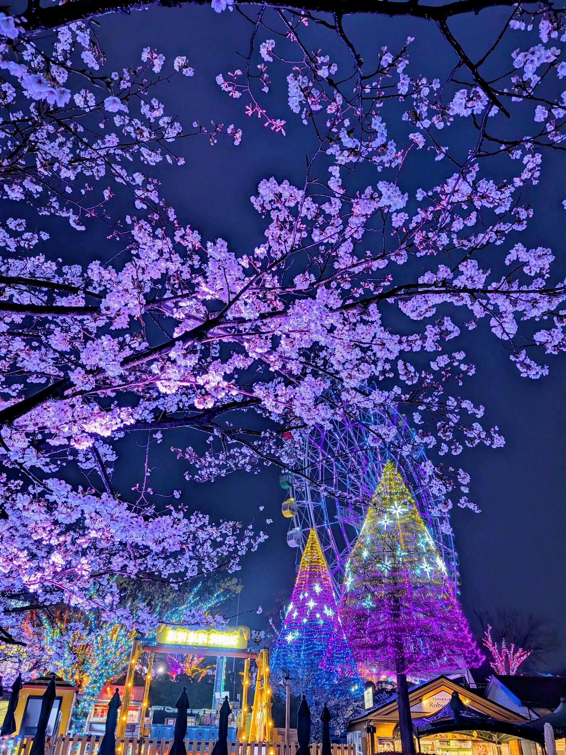 よみうりランド「夜桜ジュエルミネーション」2025｜少佐のノオト