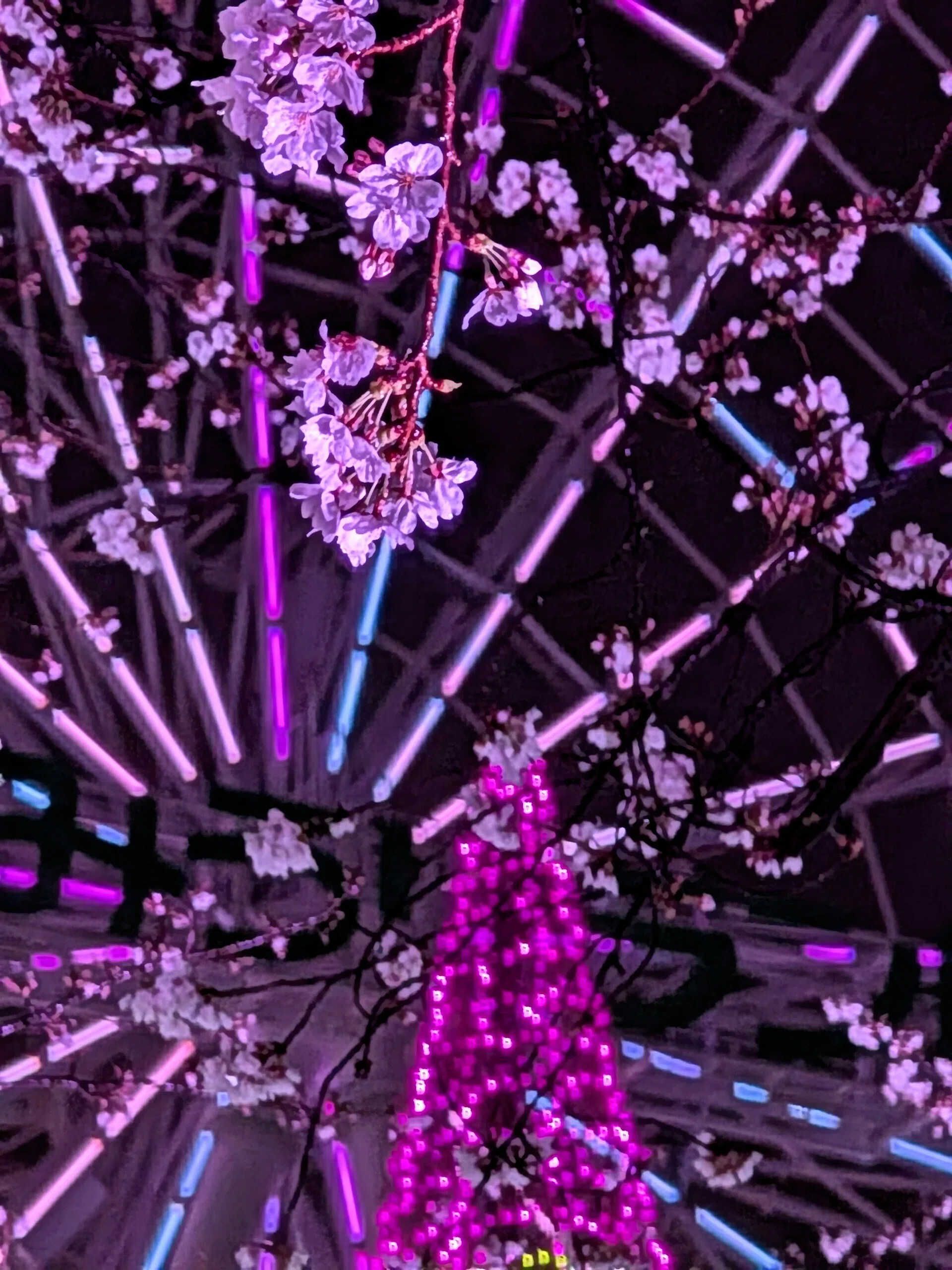 よみうりランド「夜桜ジュエルミネーション」2025｜少佐のノオト