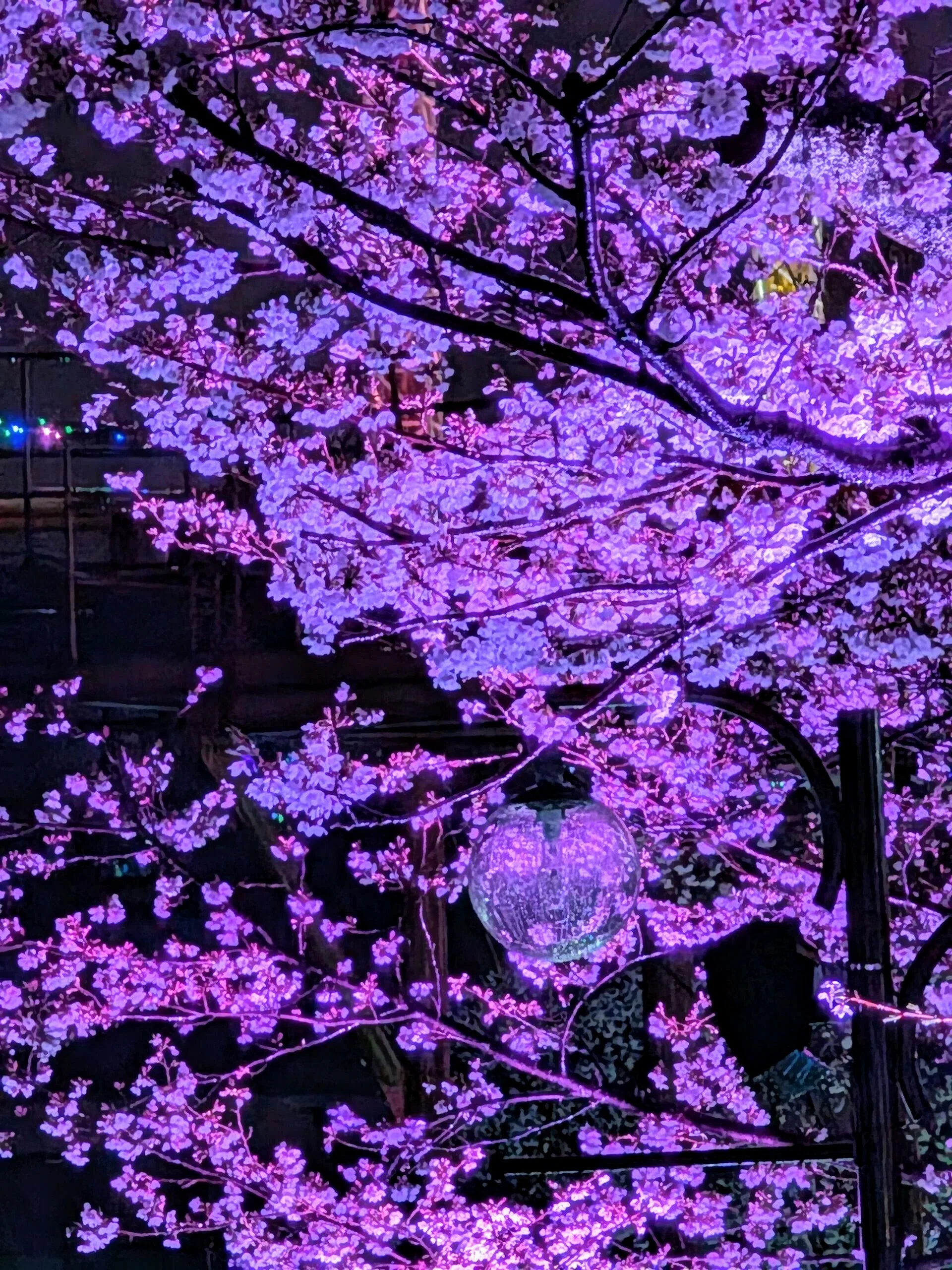 よみうりランド「夜桜ジュエルミネーション」2025｜少佐のノオト
