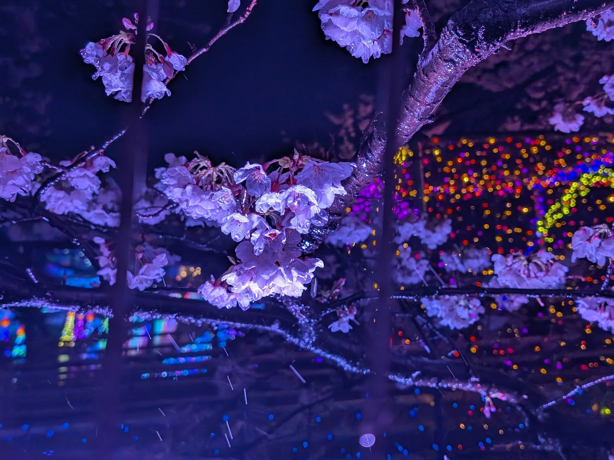 よみうりランド「夜桜ジュエルミネーション」2025｜少佐のノオト
