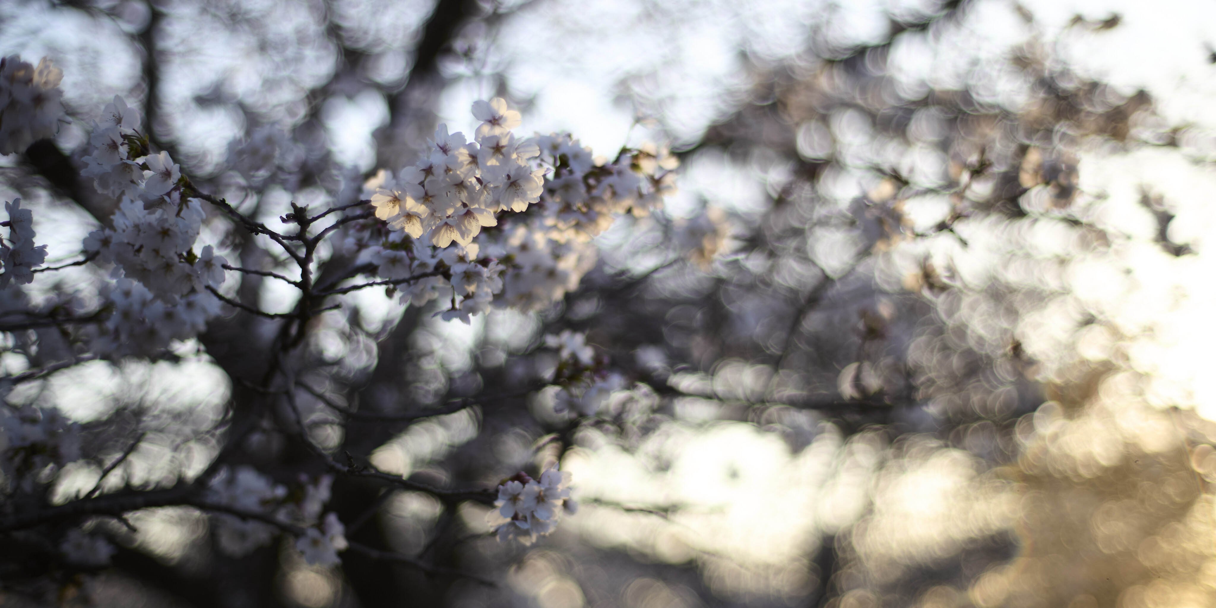 Planar T* 50mm f/1.4で桜｜pitapole