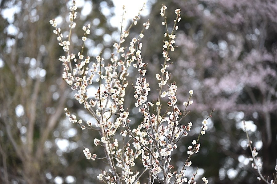 根尾谷淡墨桜」透明水彩画 原画 風景画 額縁付 SMサイズ 絵画