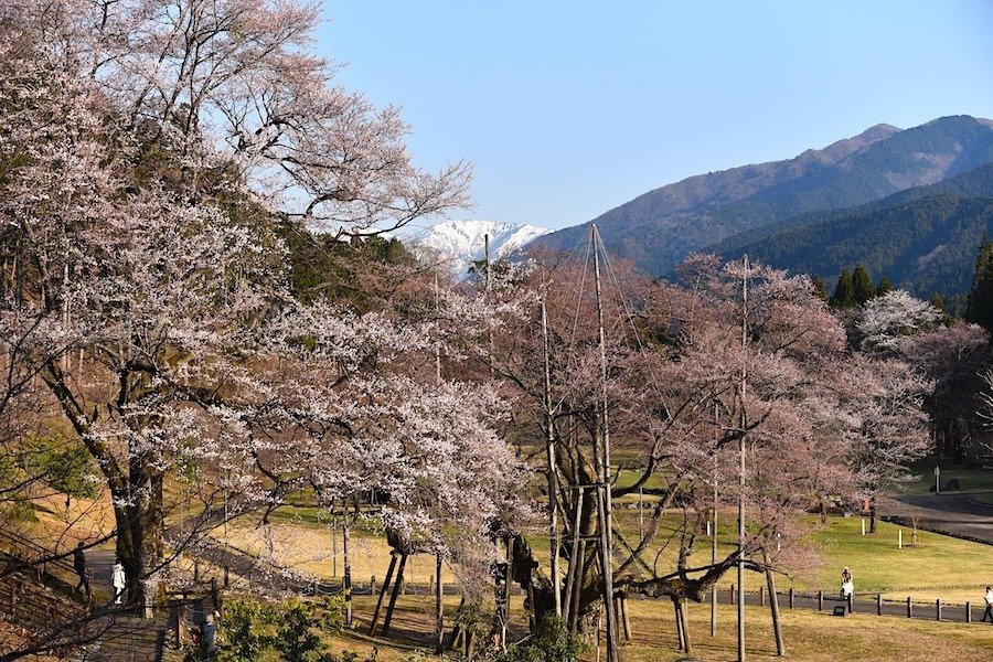 アクリル画 原画 「根尾谷淡墨桜」額縁付 SMサイズ 風景画