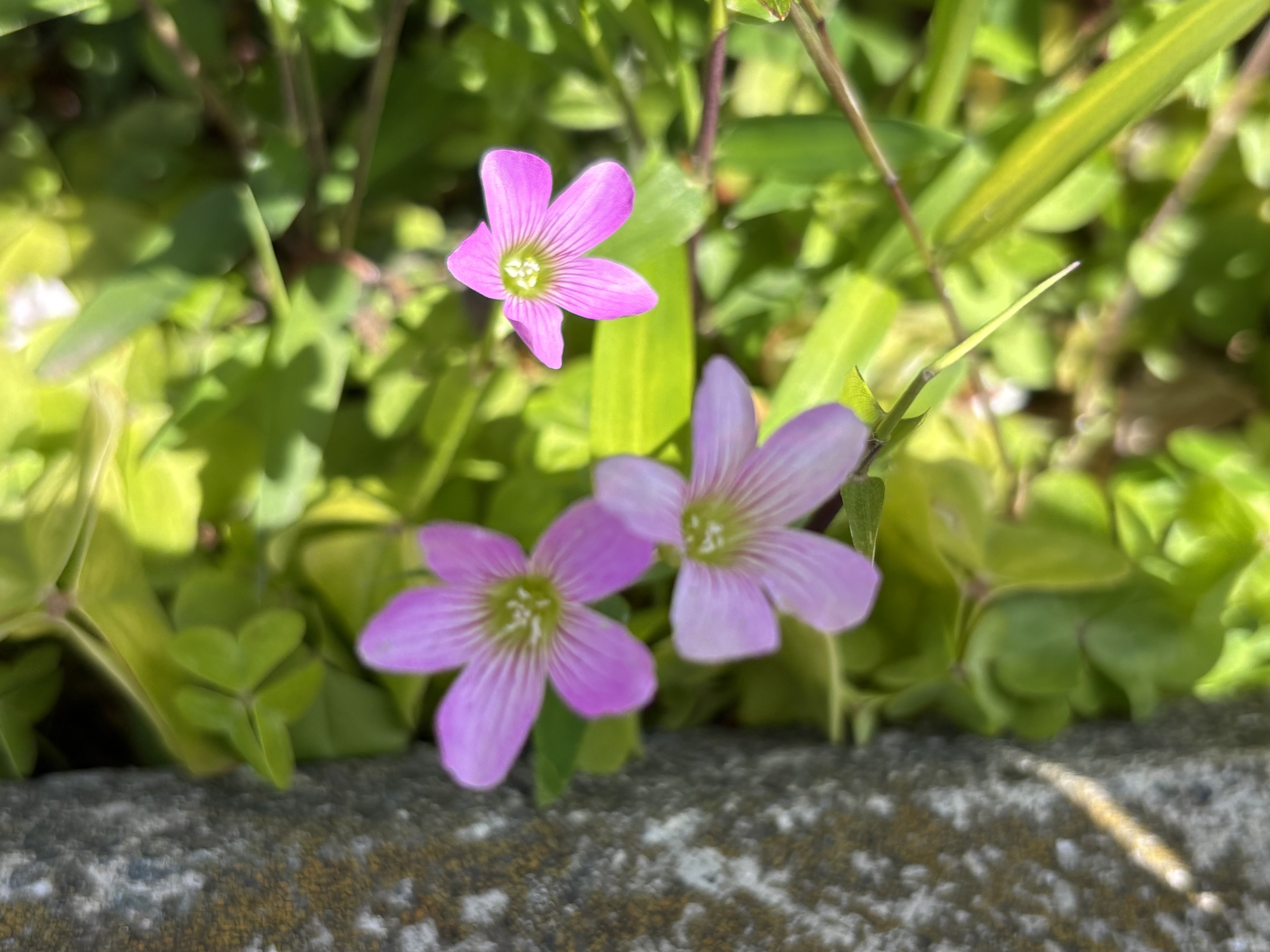 今日ときめいた春の草花327ー歩くたびに新たな発見が👍|Amachan 今日ときめいた春の草花327ー歩くたびに新たな発見が👍|Amachan