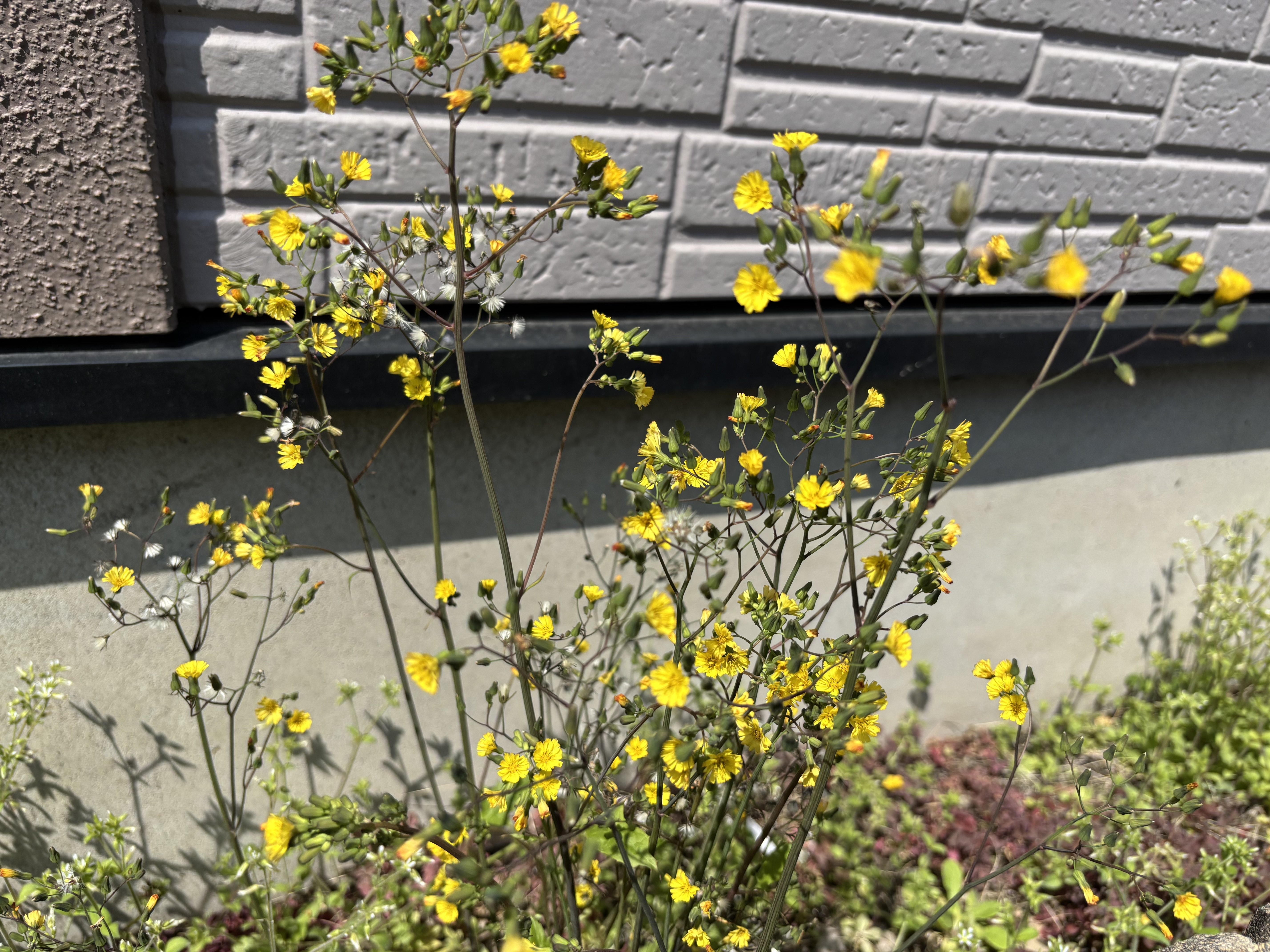 今日ときめいた春の草花327ー歩くたびに新たな発見が👍|Amachan 今日ときめいた春の草花327ー歩くたびに新たな発見が👍|Amachan