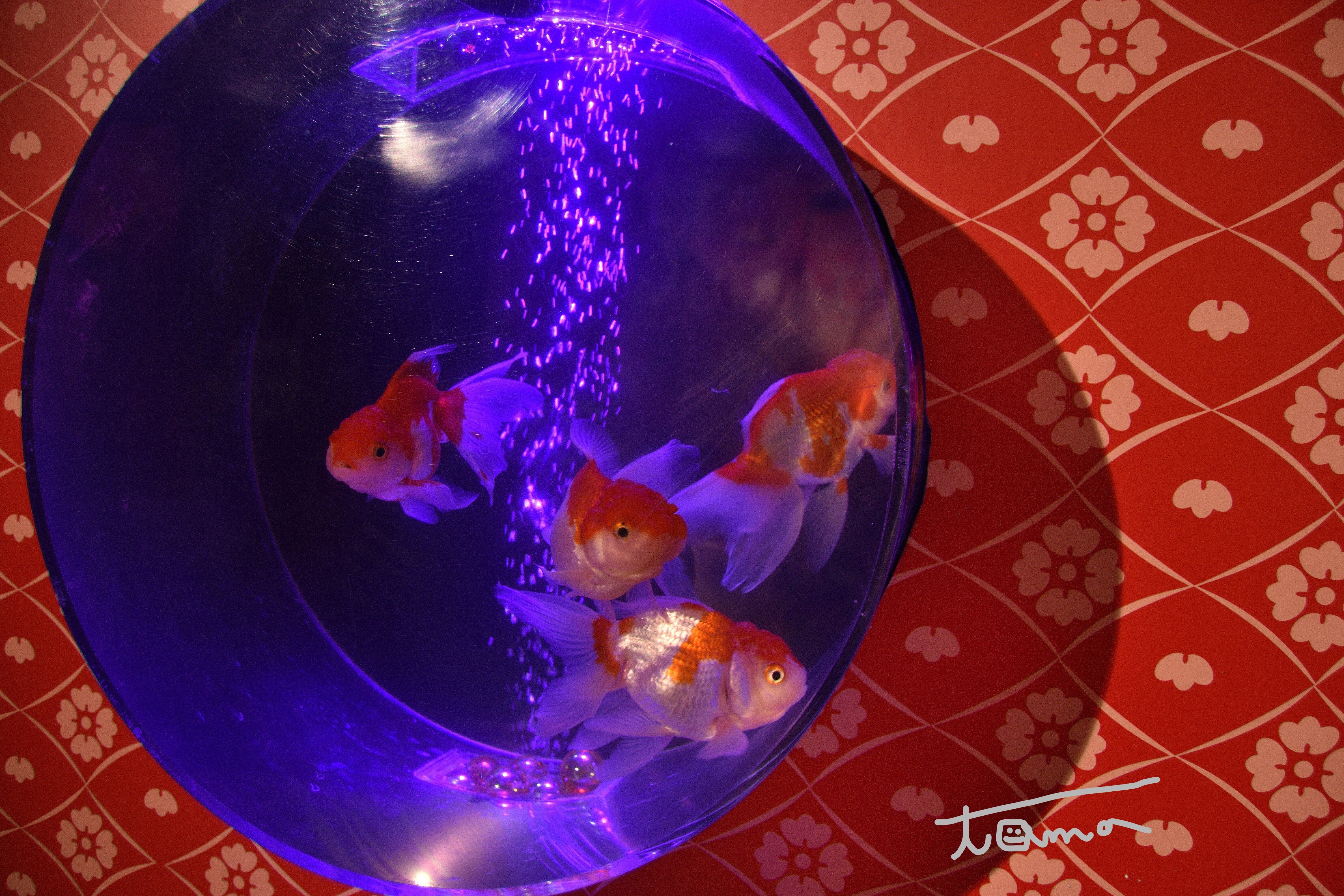 今井アレクサンドル作品(おたまじゃくし 金魚様) 今井アレクサンドル作品(おたまじゃくし 金魚様)