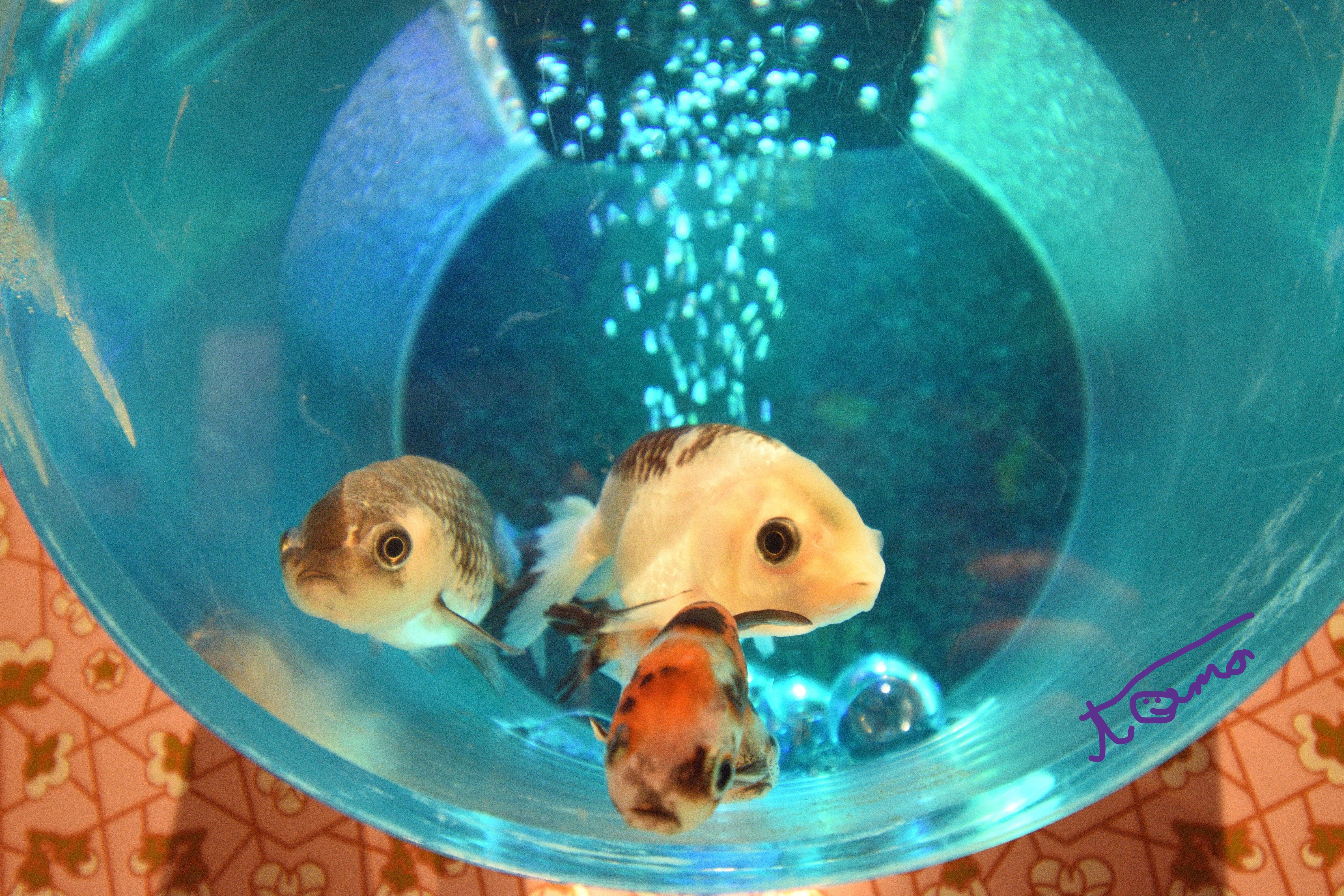 金魚が舞い踊る！｜tama：いきいきした写真を撮れる旅作家になる！