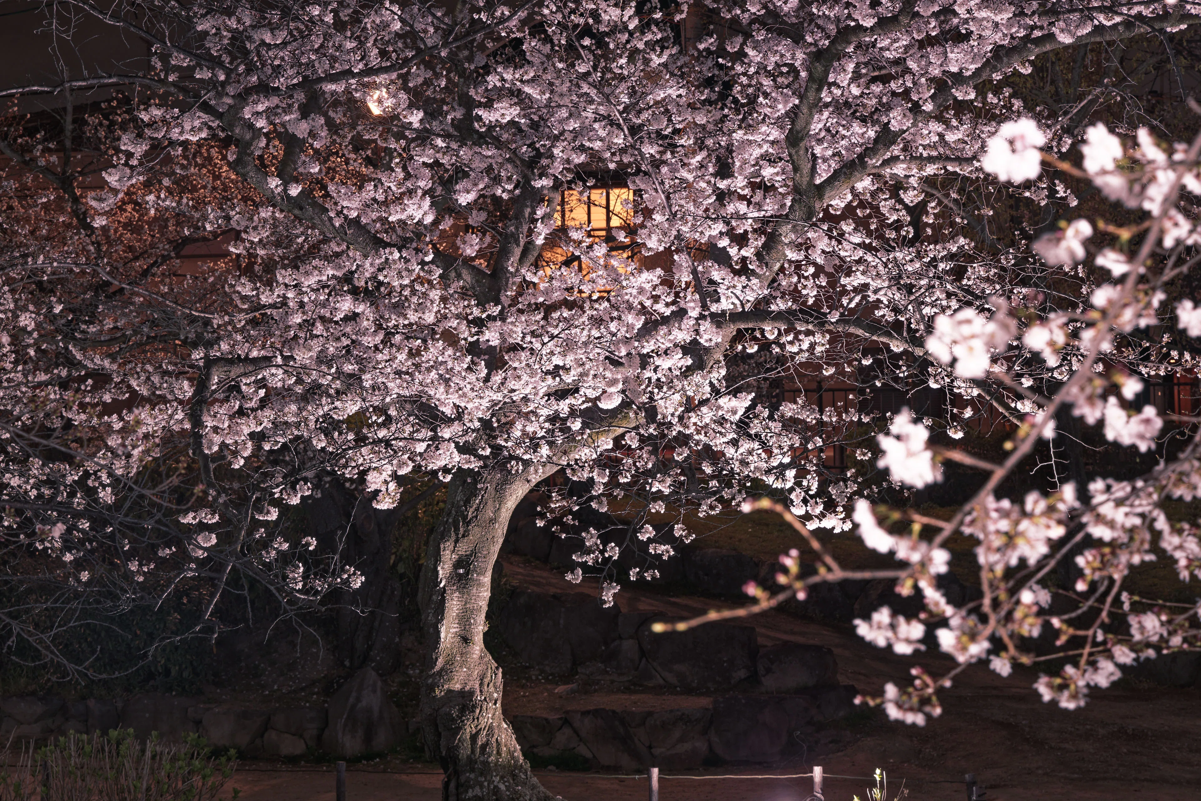 桜は白か桃色か？モノクロで撮る夜桜｜写真日記｜Aki くらし