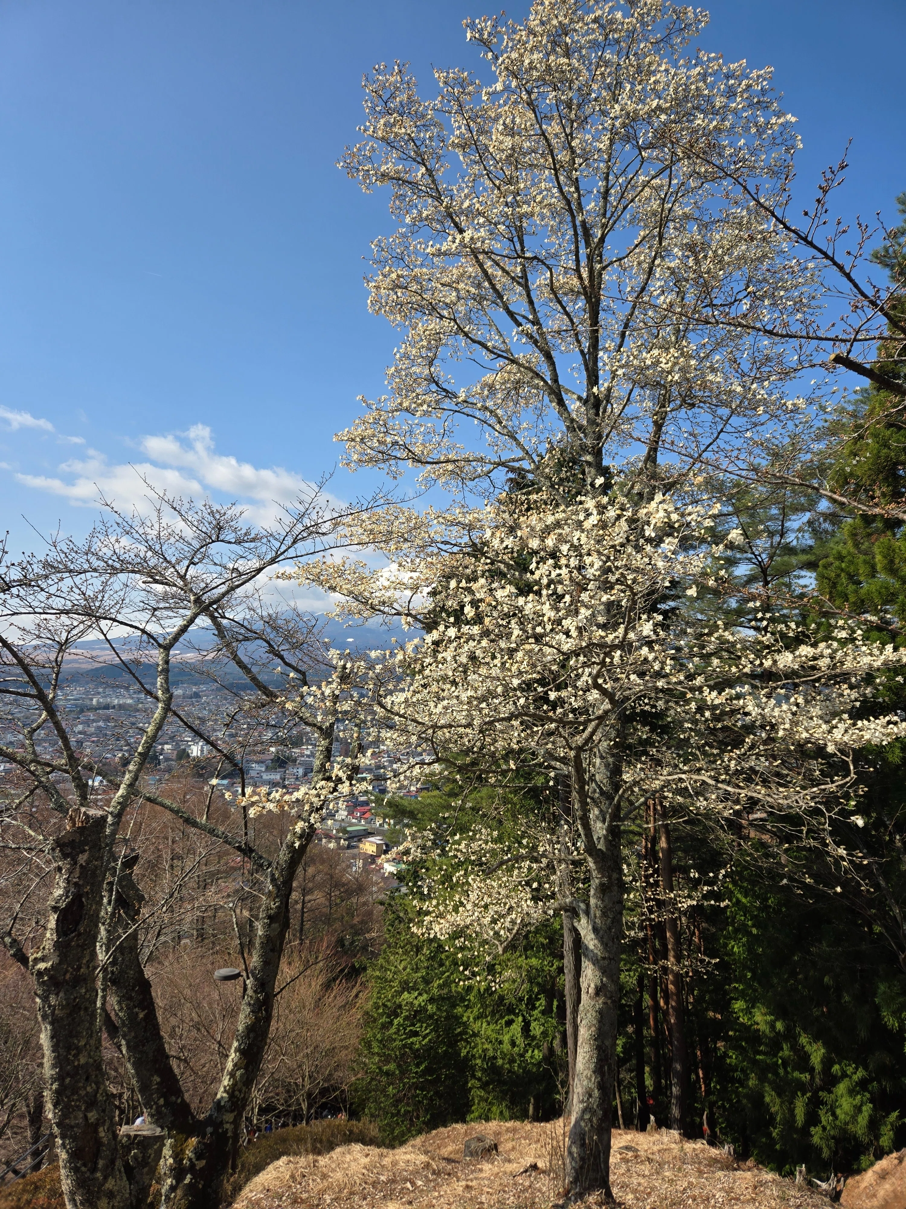 株主優待を使って富士山と桜を満喫する旅｜FP伊藤亮太