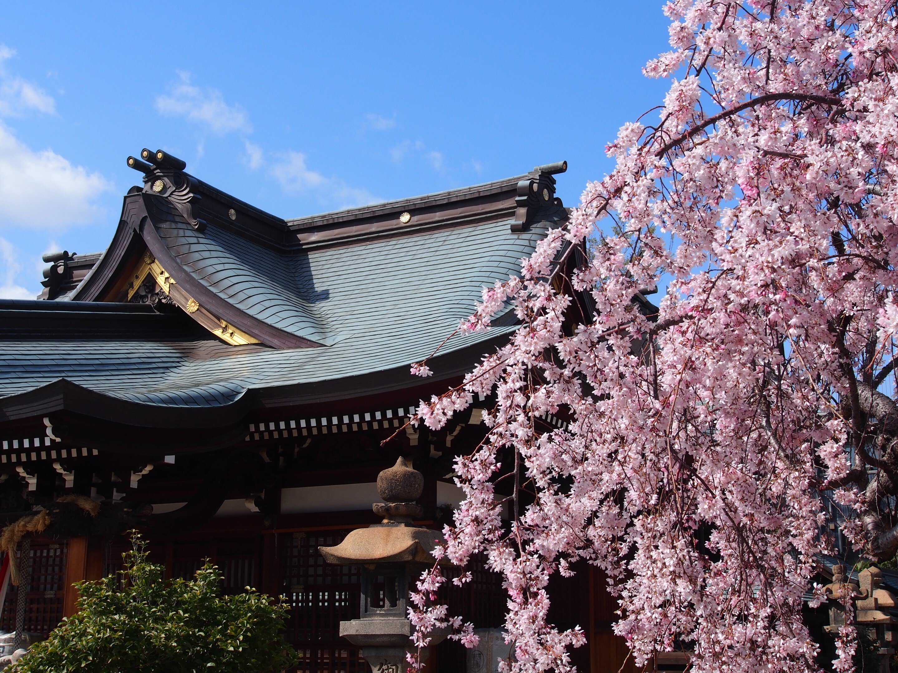 尼崎市 初嶋大神宮2025年4月4日【しだれ桜】｜レタス