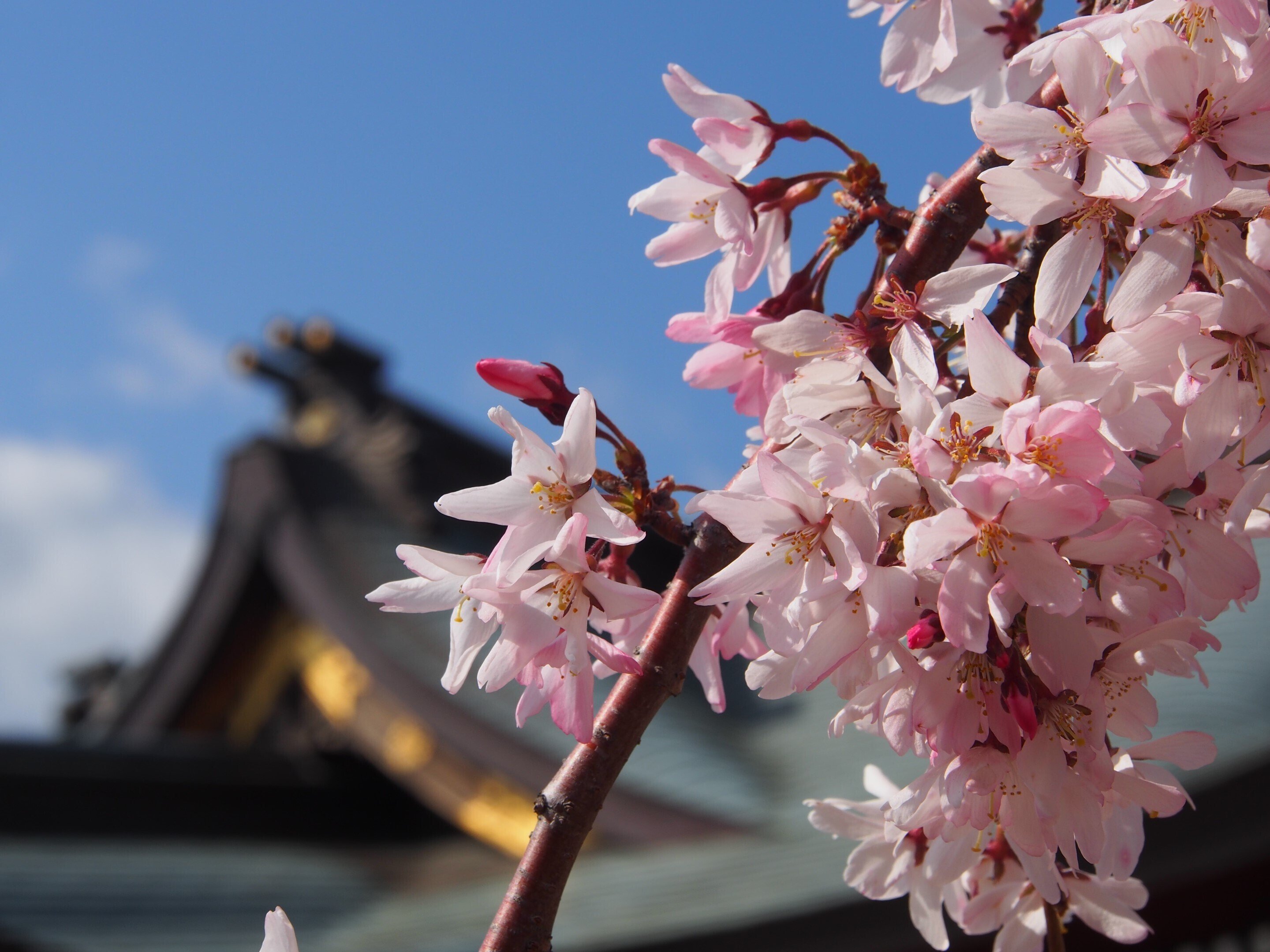 尼崎市 初嶋大神宮2025年4月4日【しだれ桜】｜レタス