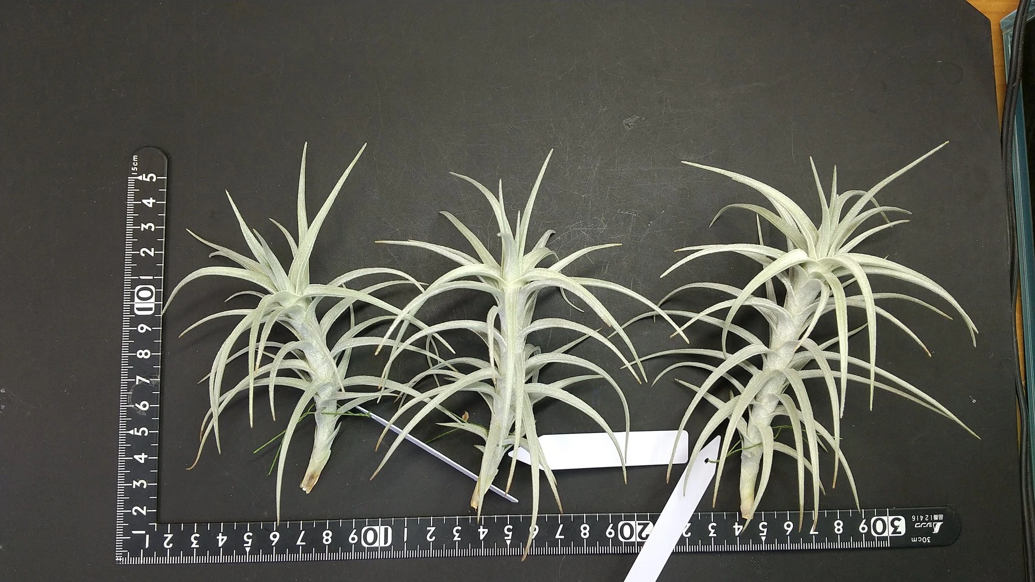 チランジア入荷リスト4/2｜NatureGarden🌿神田