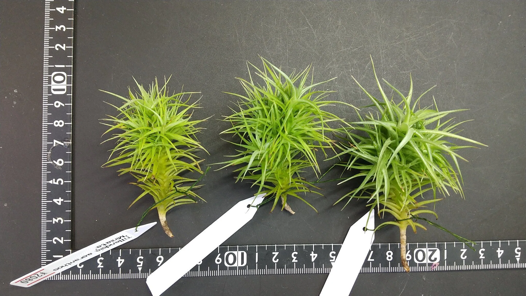 チランジア入荷リスト4/2｜NatureGarden🌿神田