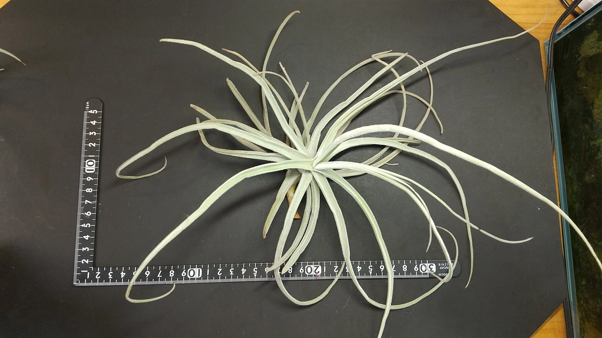 チランジア入荷リスト4/2｜NatureGarden🌿神田