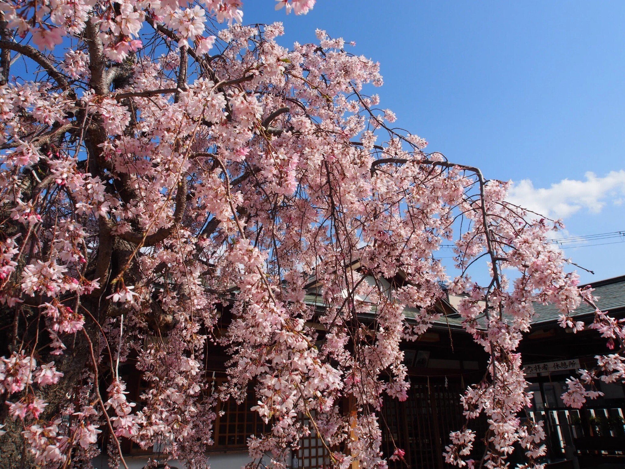 尼崎市 初嶋大神宮2025年4月4日【しだれ桜】|レタス 尼崎市 初嶋大神宮2025年4月4日【しだれ桜】|レタス