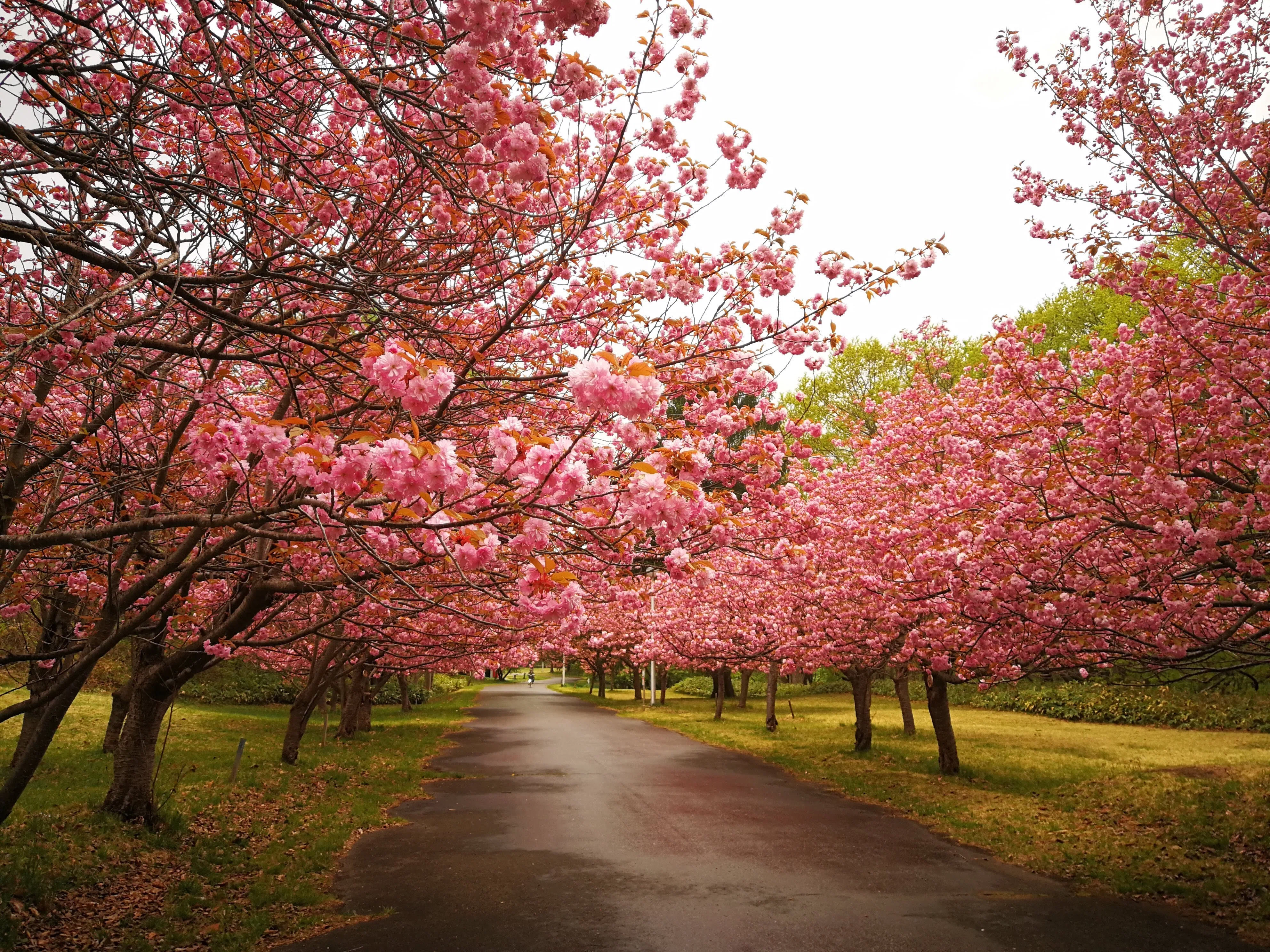 小雨の後に真駒内公園の八重桜を愉しむ（2021年5月16日）｜てんてん