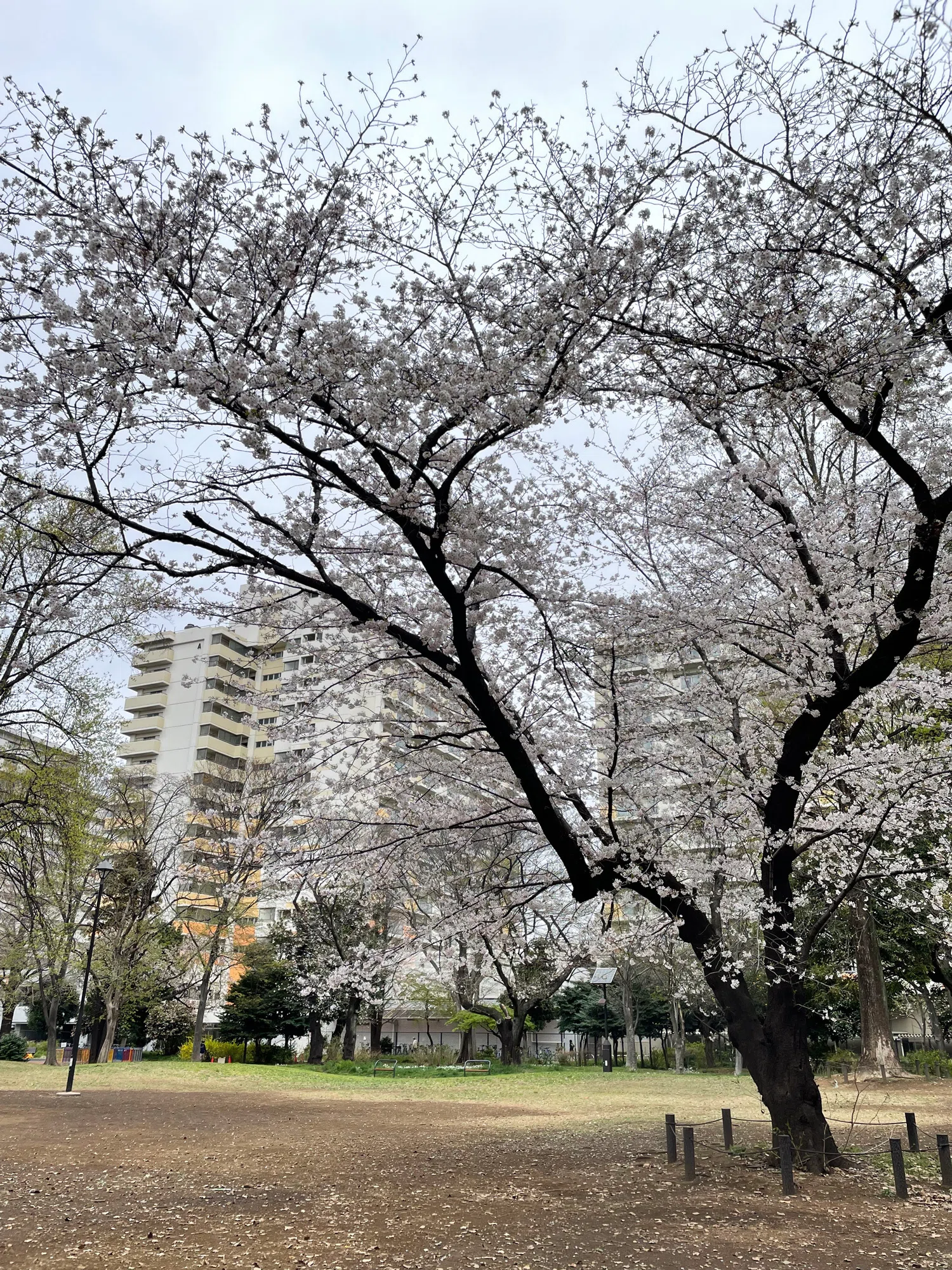 都立戸山公園を桜散歩（大久保地区＆箱根山地区）｜花と日々 yas