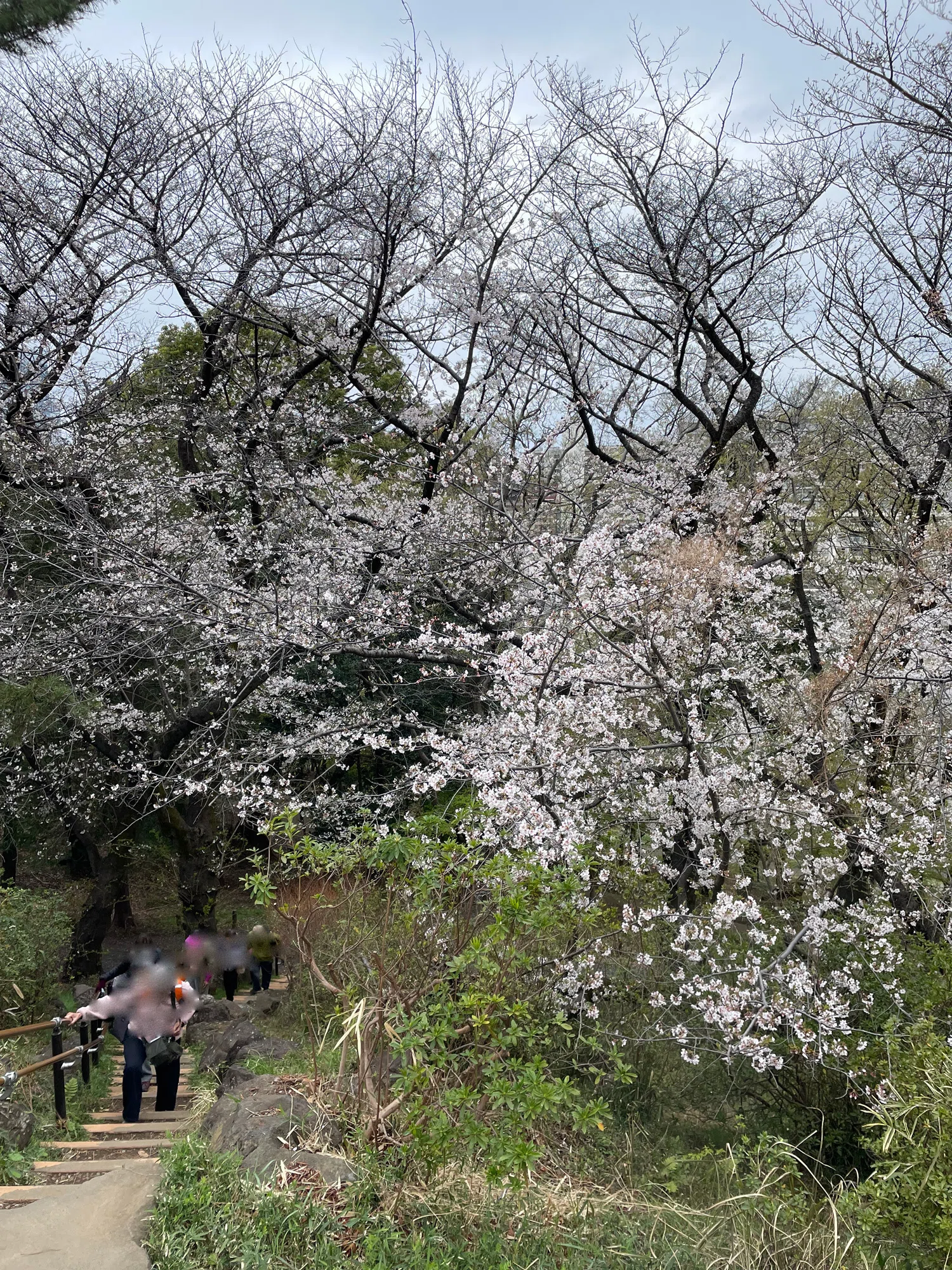 都立戸山公園を桜散歩（大久保地区＆箱根山地区）｜花と日々 yas