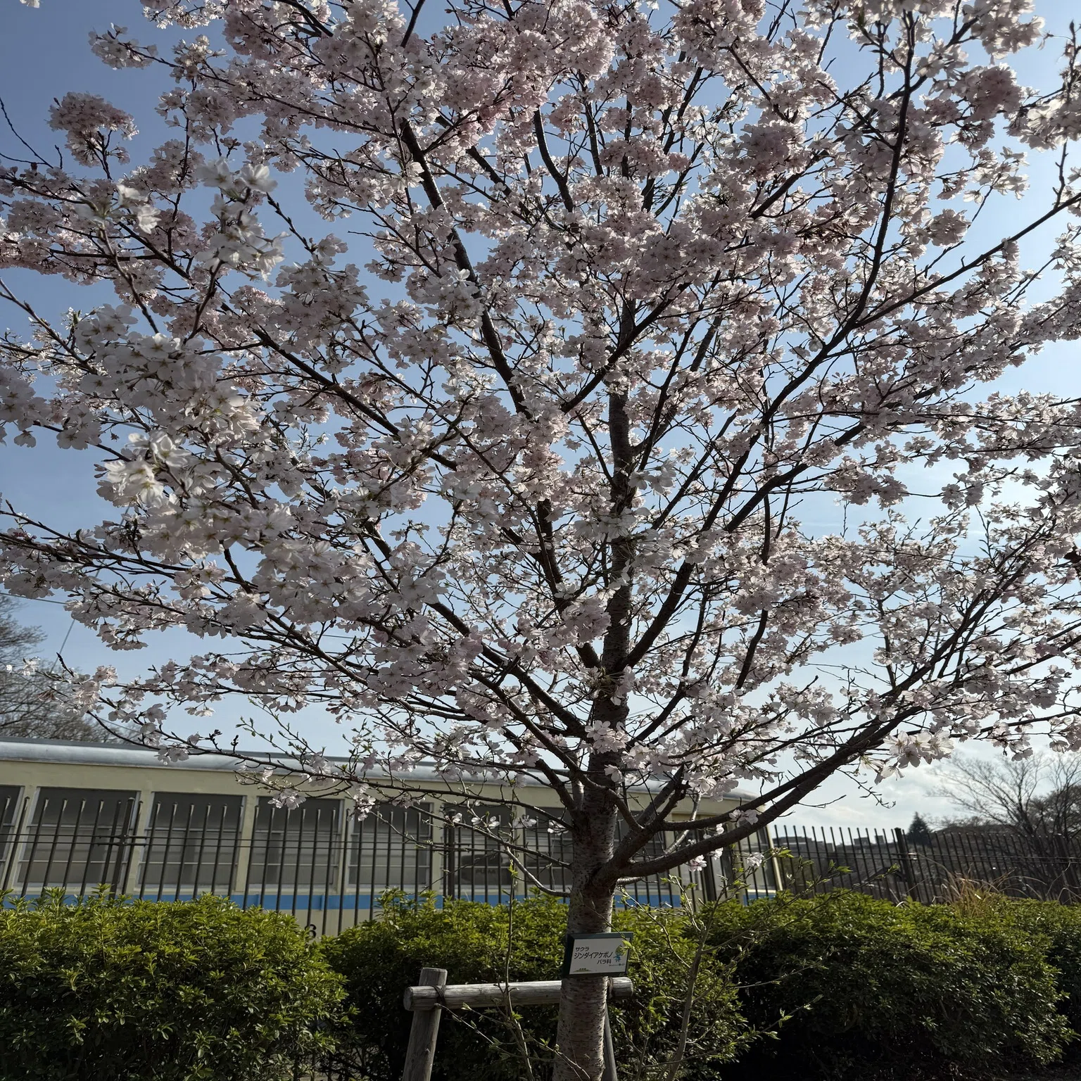 Cherry blossoms, a joy that lasts about a week out of the year