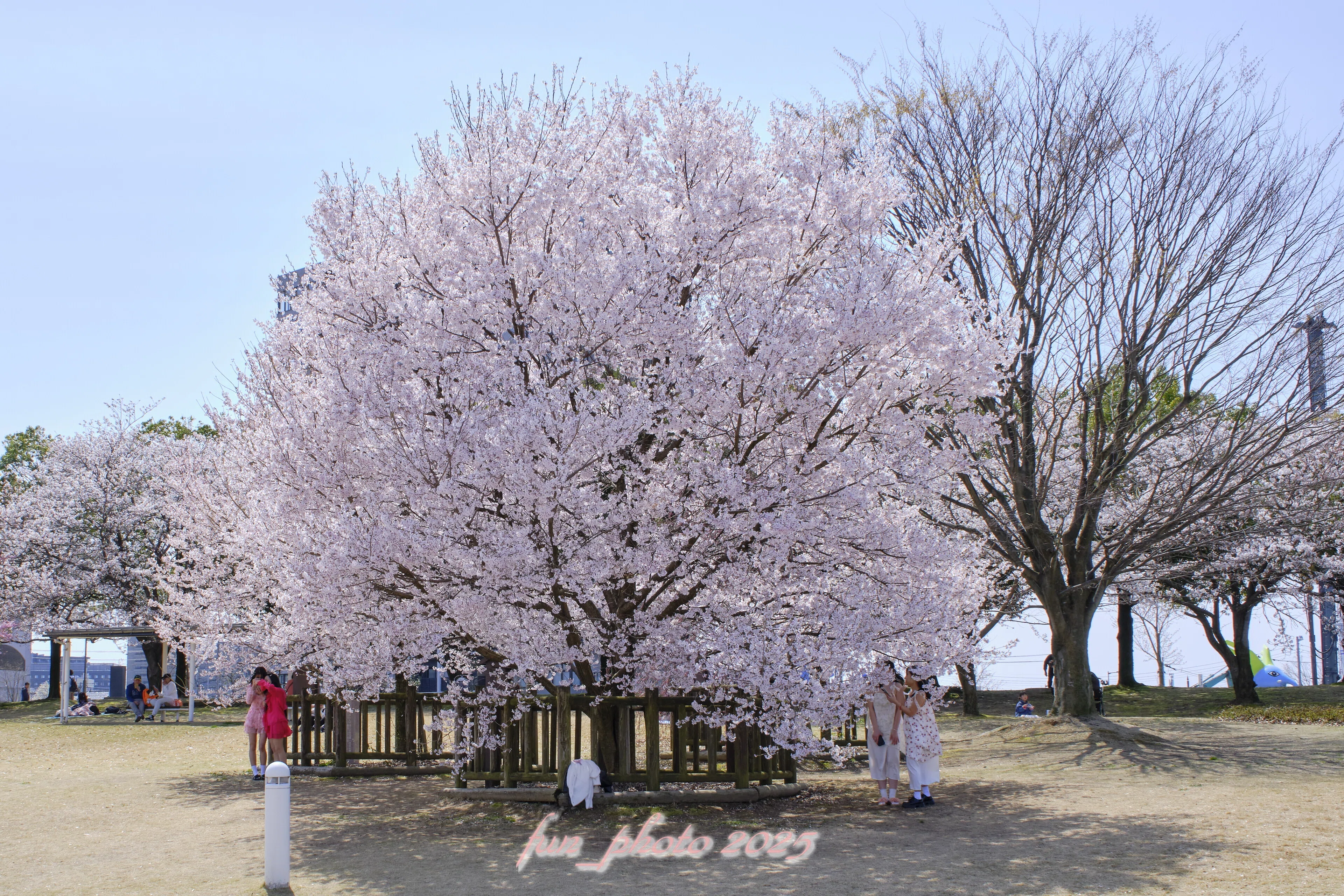 FIJIFILM X-T5 SIGMA18-50mm F2.8 DC DN Contemporary と 桜｜fun_photo