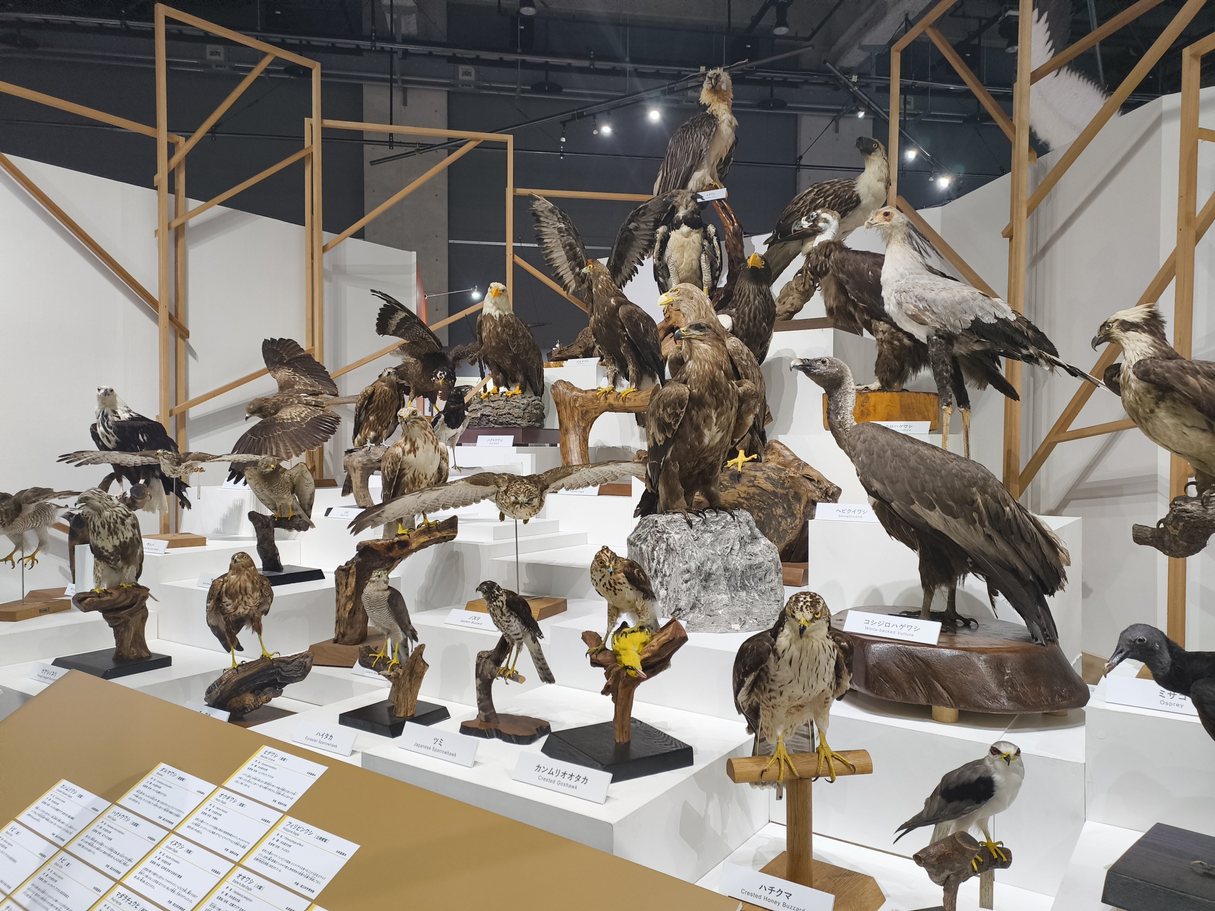 鳥展@名古屋市科学館｜しょうわりあん
