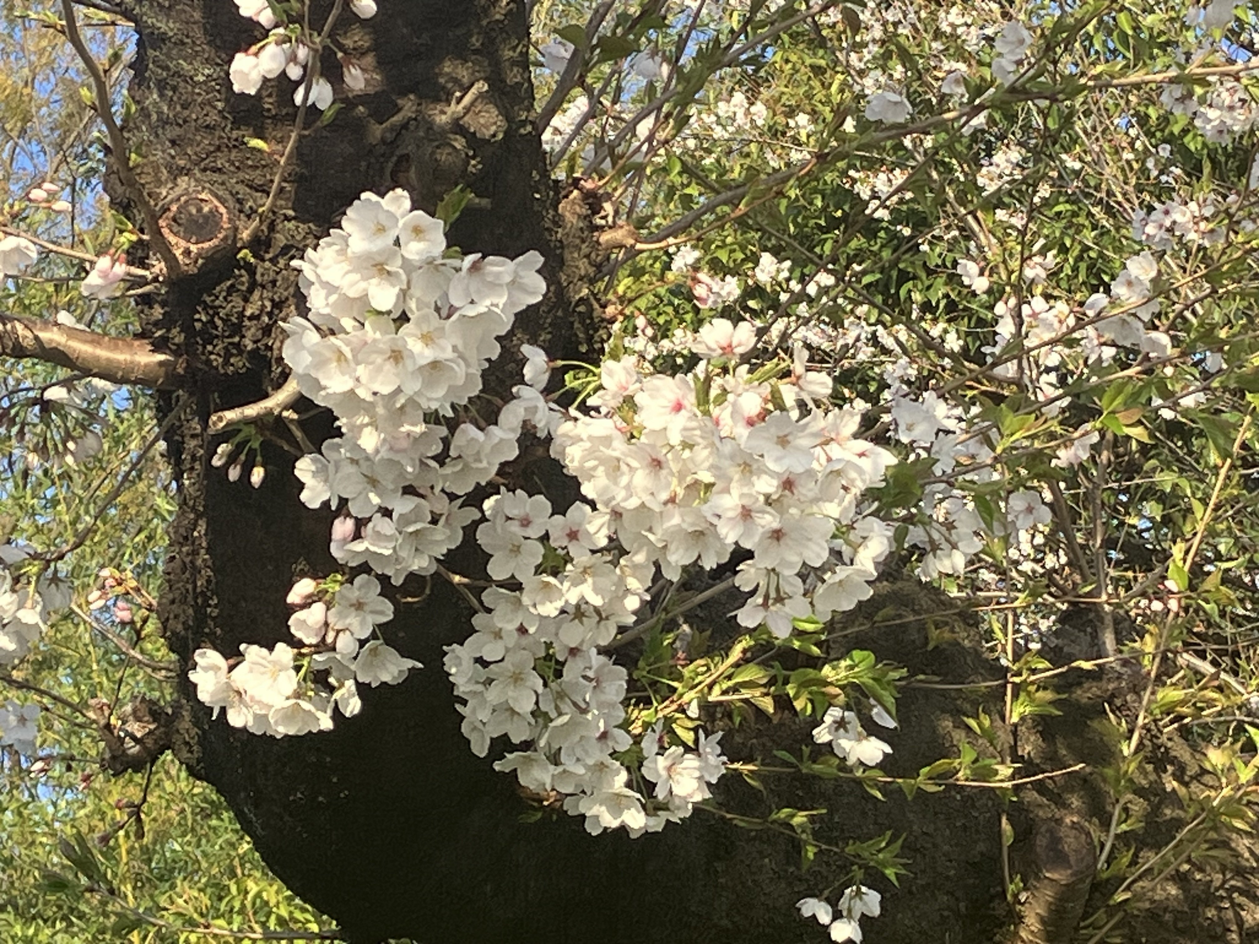 2025.04.05 三浦春馬＆天外者｜RIKO