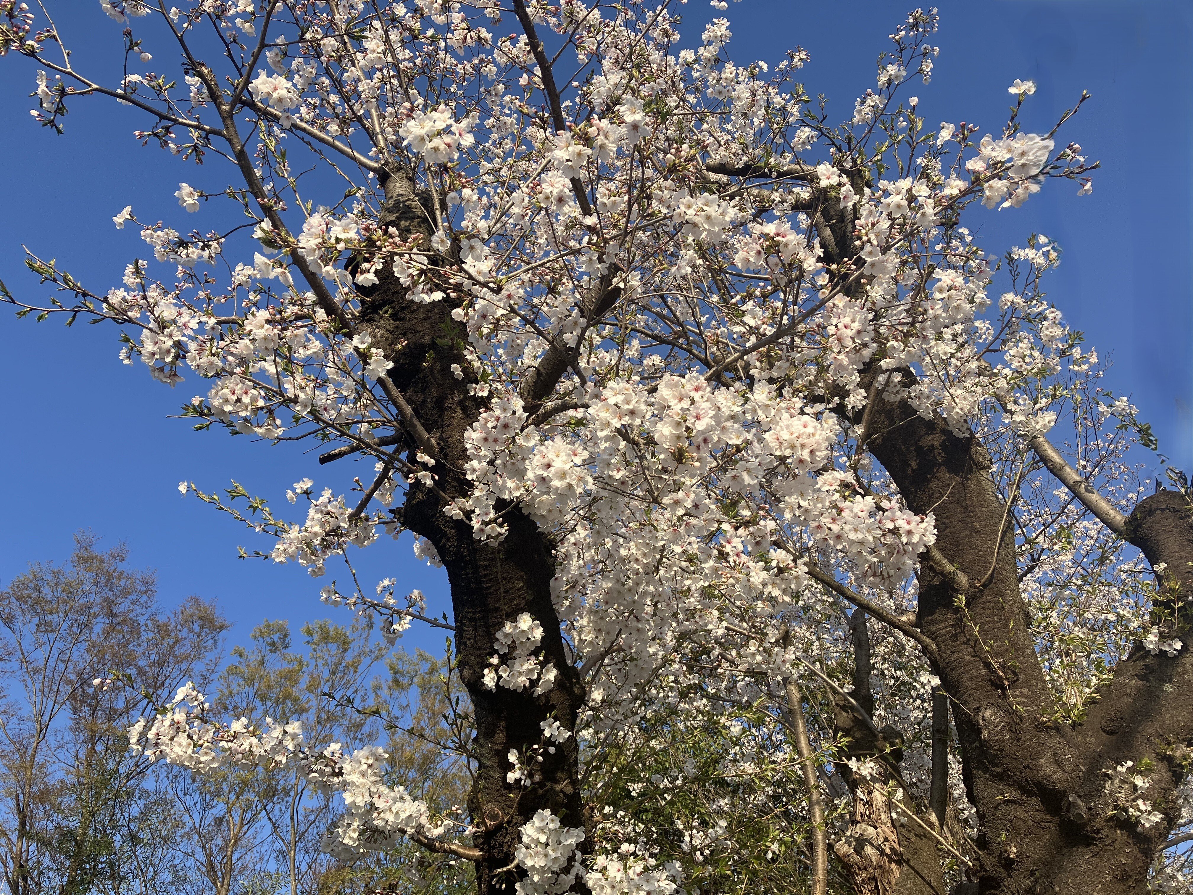 三浦春馬　天外者セット Amazon.co.jp: 天外者 Blu-ray豪華版(特典ディスク付2枚組