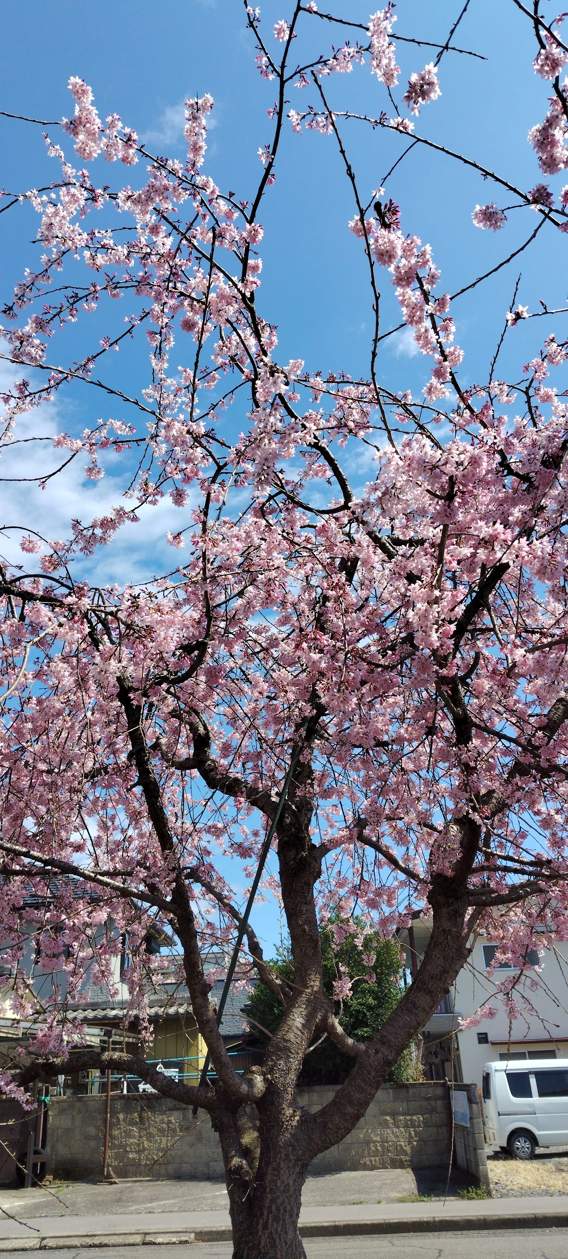 新川の桜2025（栃木県宇都宮市）｜真咲ともか