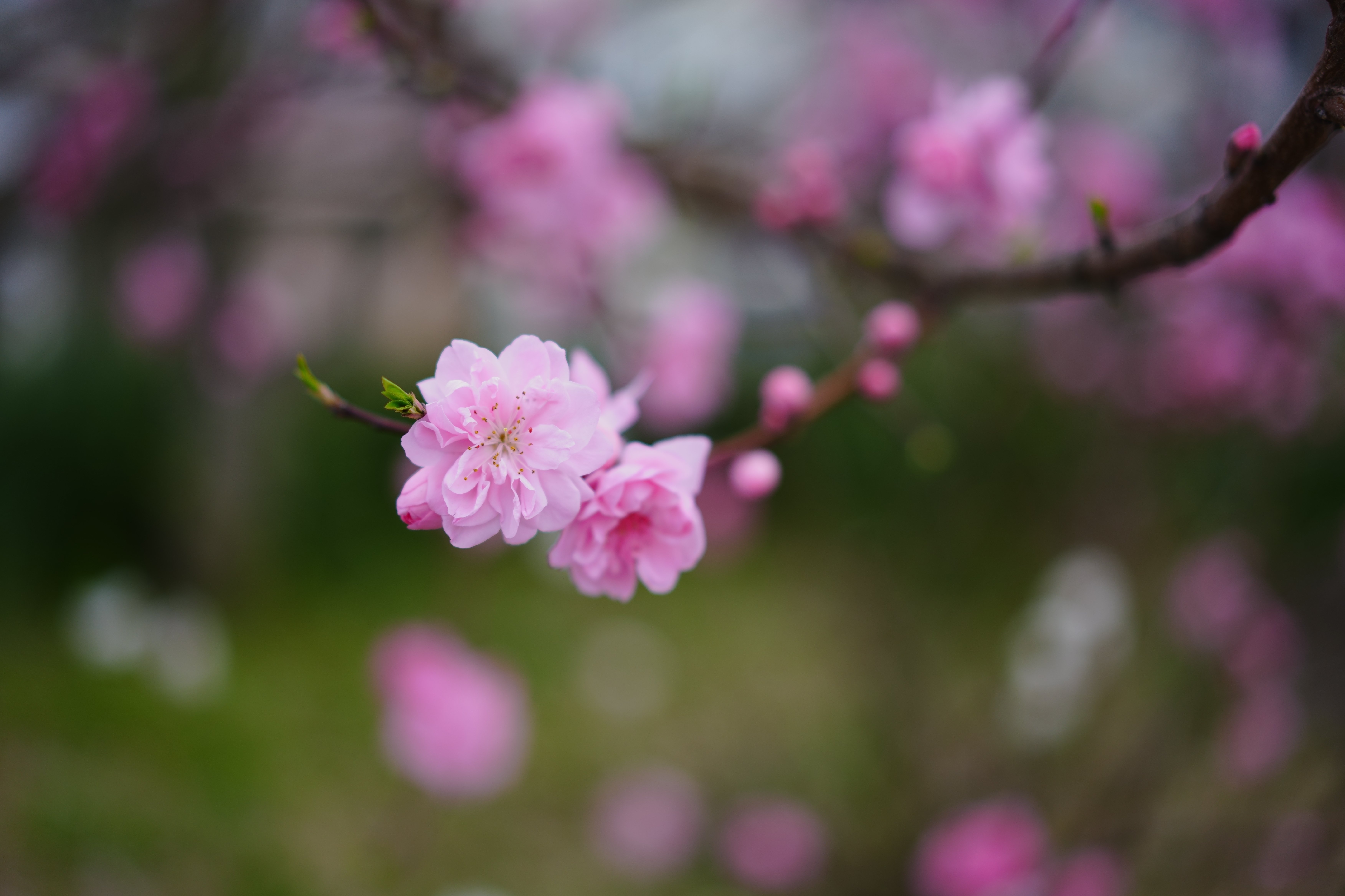 銘レンズと噂のレンズ、 SONY Sonnar T* FE 55mm F1.8 ZAを最初 銘レンズと噂のレンズ、 SONY Sonnar T* FE 55mm F1.8 ZAを最初