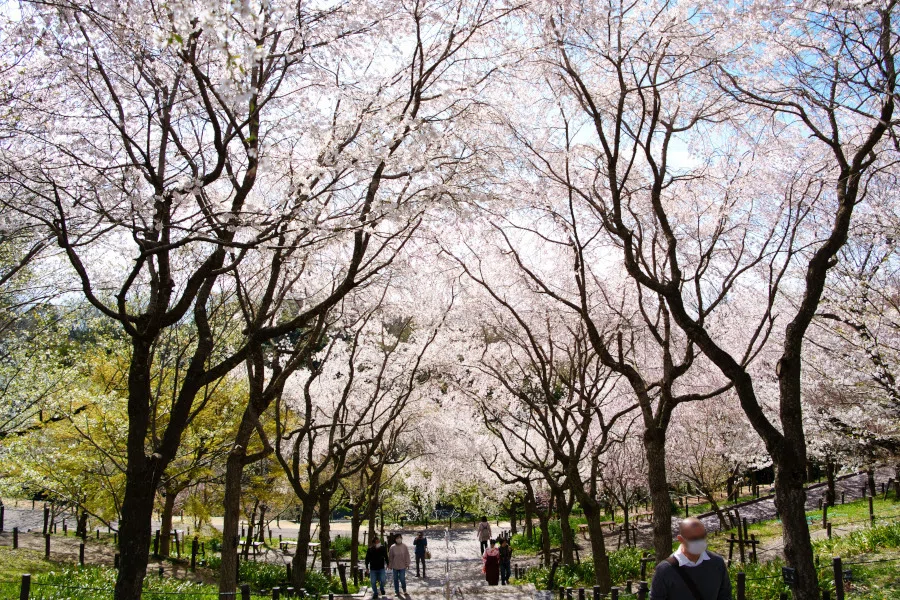 東山動植物園の『桜の回廊』に行ってきました。白、薄いピンク、濃い