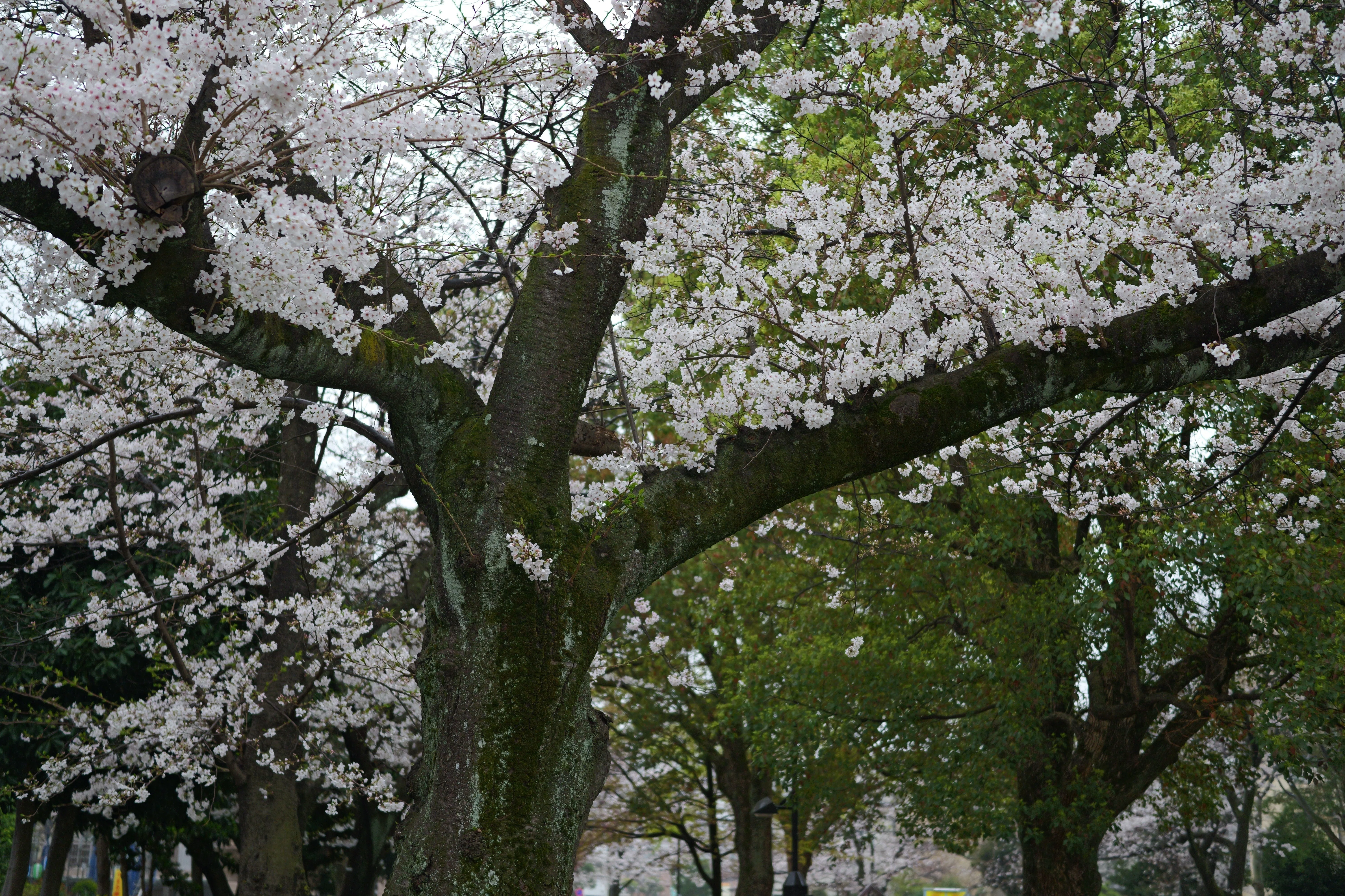 みんな大好きSuper Takumarで桜を撮る（素人がプロになるための260週の