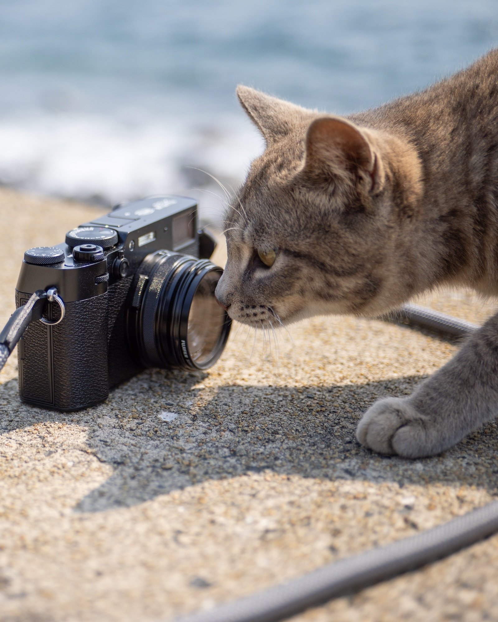 FUJIFILM X100VIを導入しました｜猫写真家 あおいとり