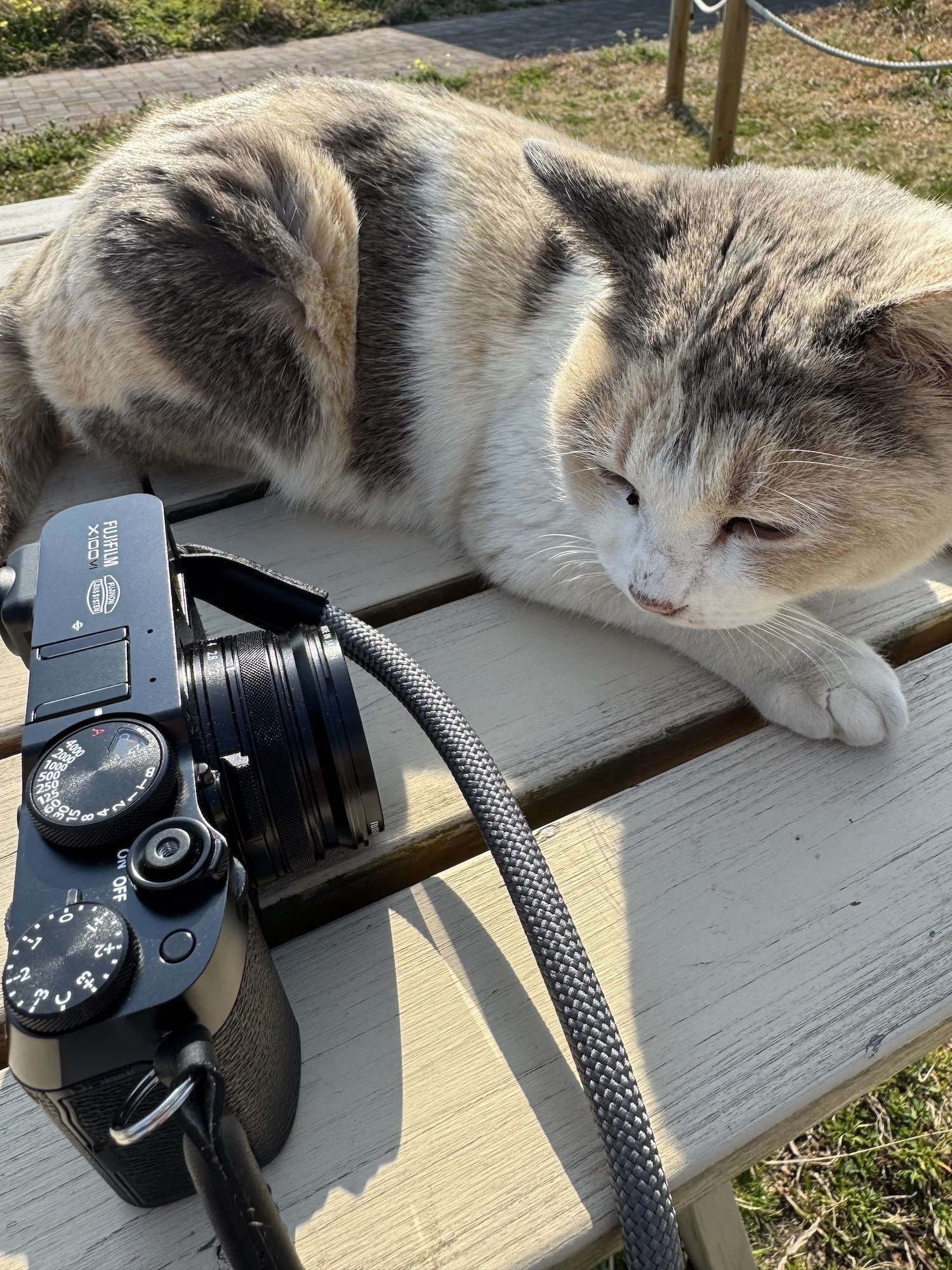 FUJIFILM X100VIを導入しました｜猫写真家 あおいとり