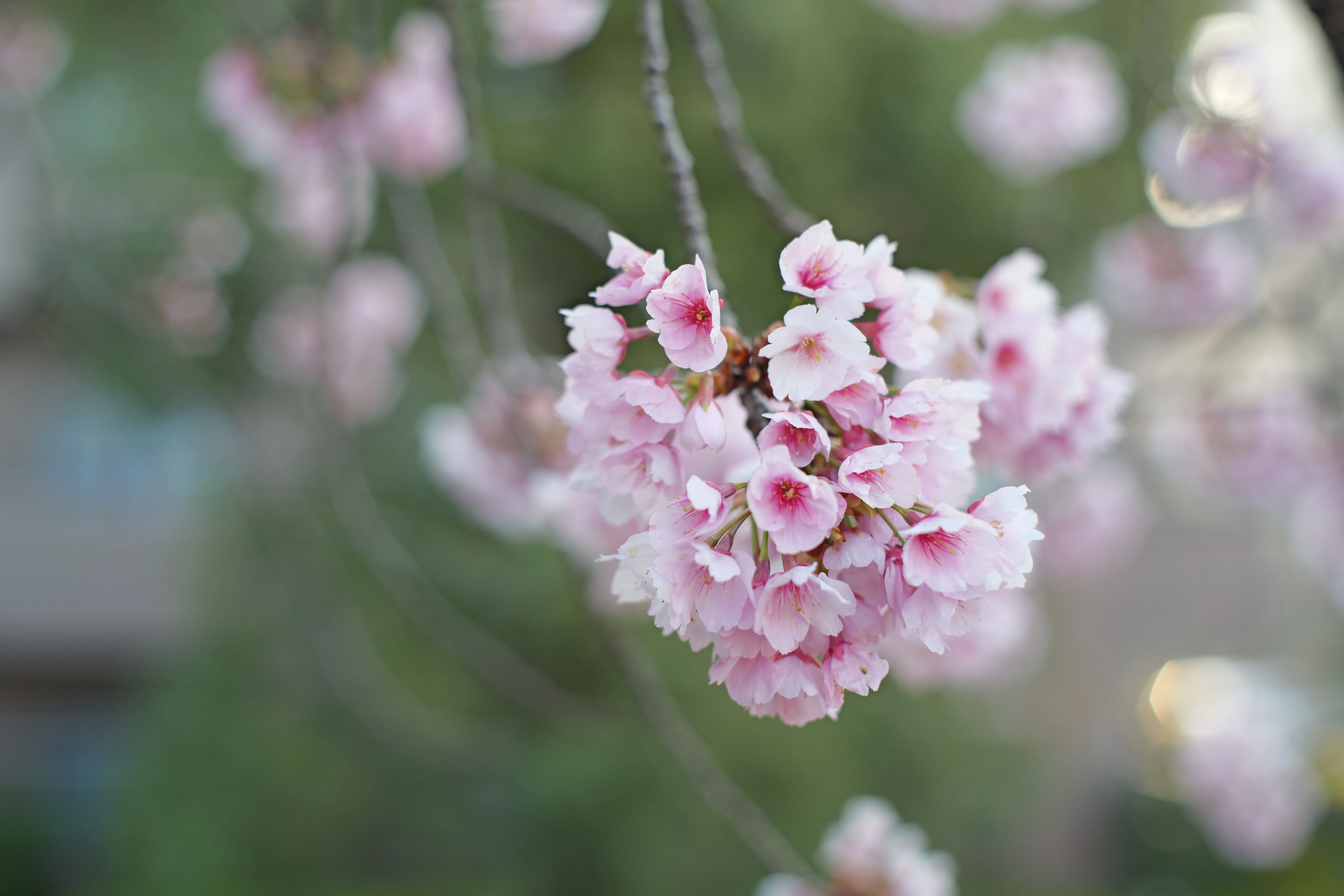 みんな大好きSuper Takumarで桜を撮る（素人がプロになるための260週の