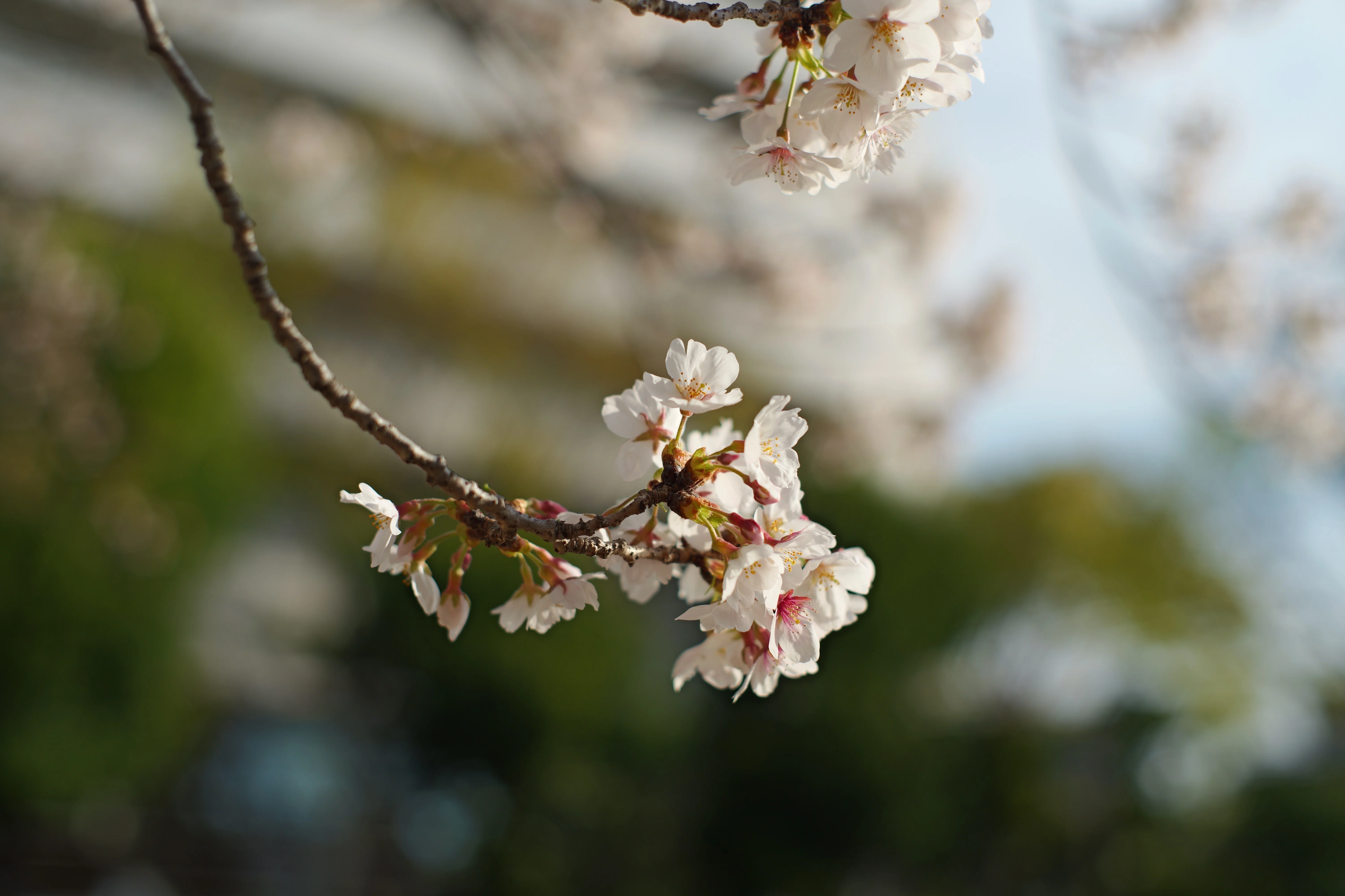 やまけん⑤【極美／桜フレア】整備済 Super-Takumar 55mm みんな大好きSuper Takumarで桜を撮る（素人がプロになるための260週の